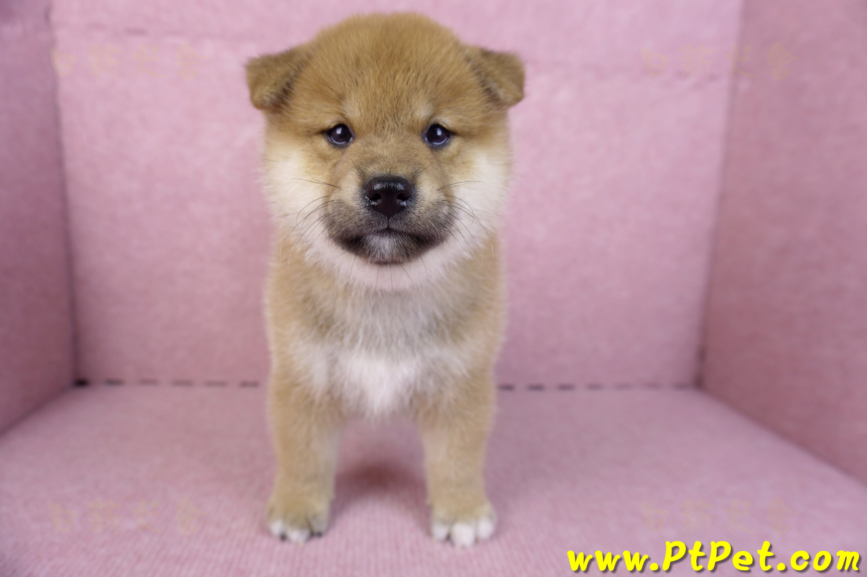 10/15赤色柴犬公幼犬2號