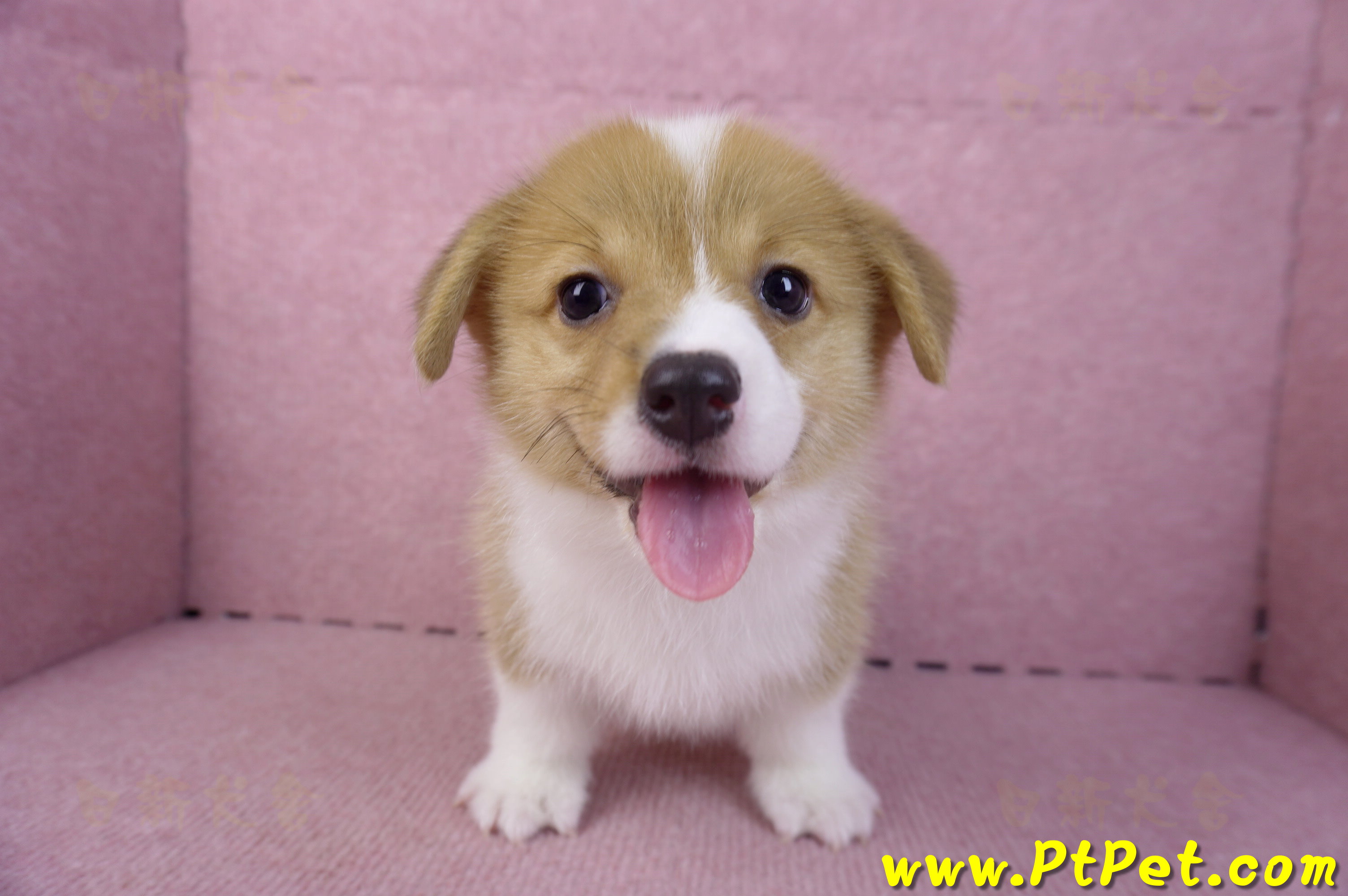 10/10雙色柯基犬母幼犬2號