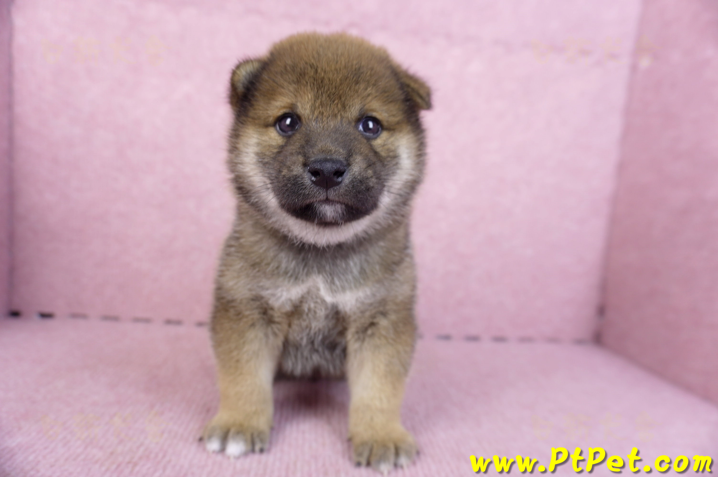 11/19赤色柴犬母幼犬(新北五股)