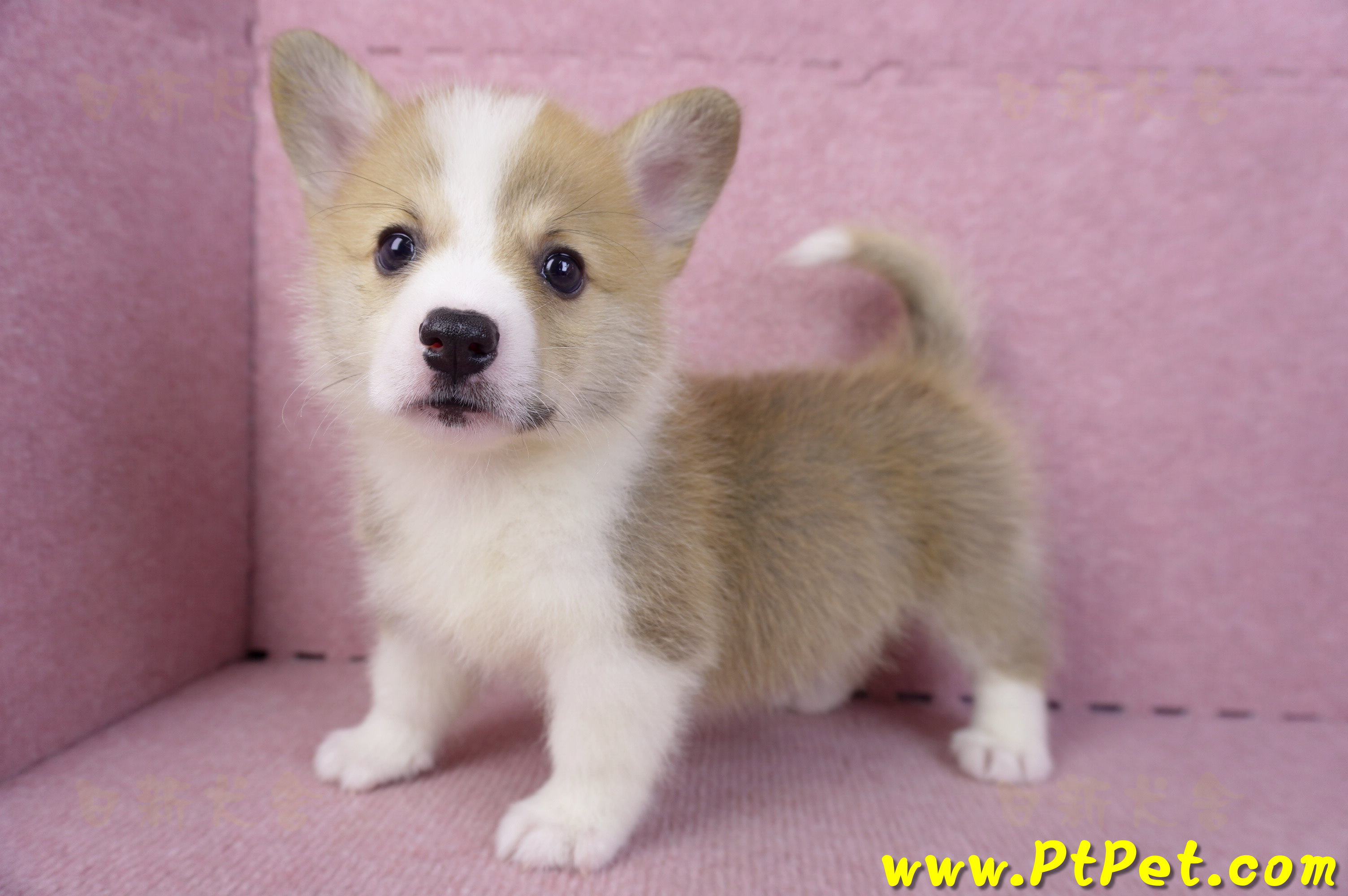 10/13雙色柯基犬母幼犬2號