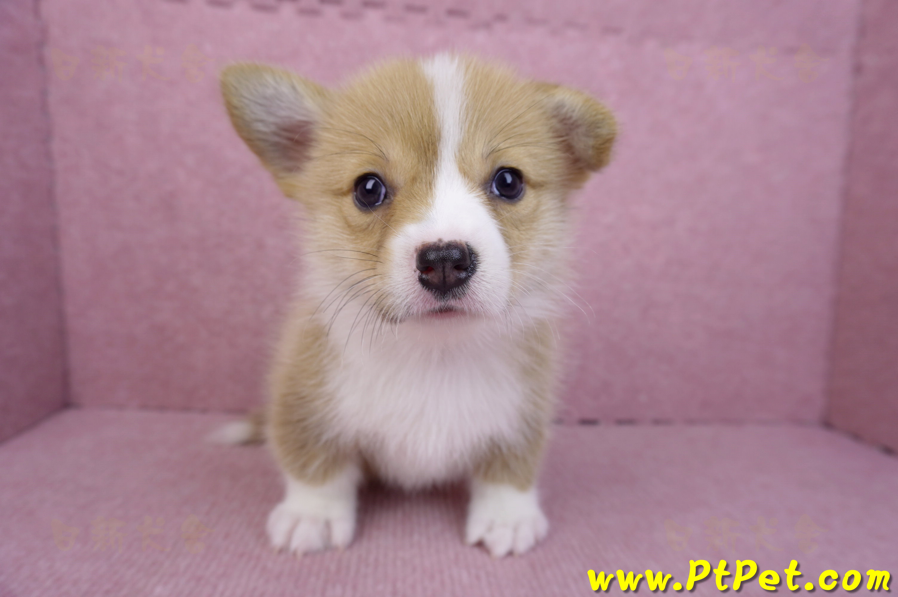 08/05雙色柯基犬母幼犬2號(屏東市)