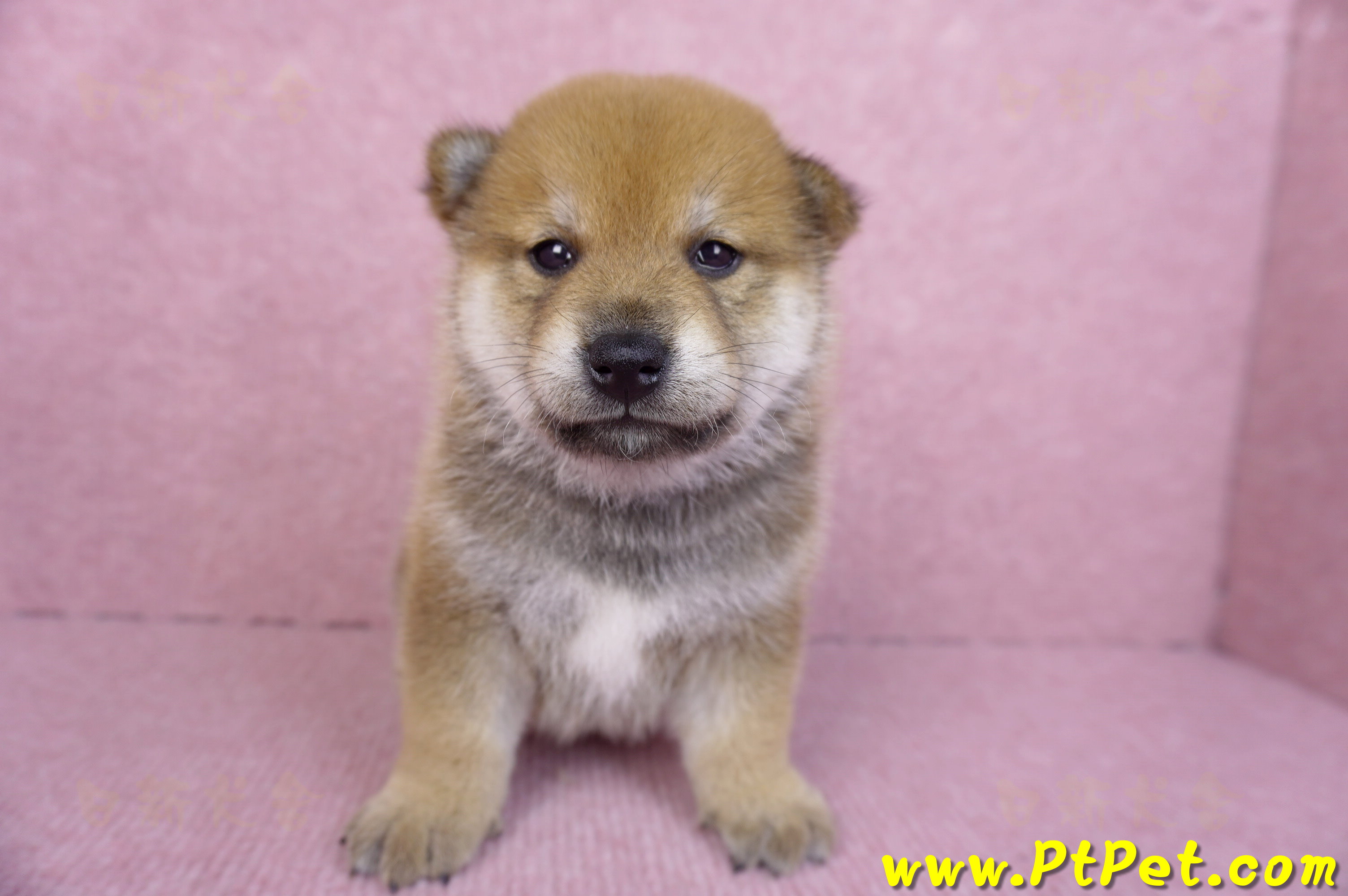 10/06赤色柴犬公幼犬2號