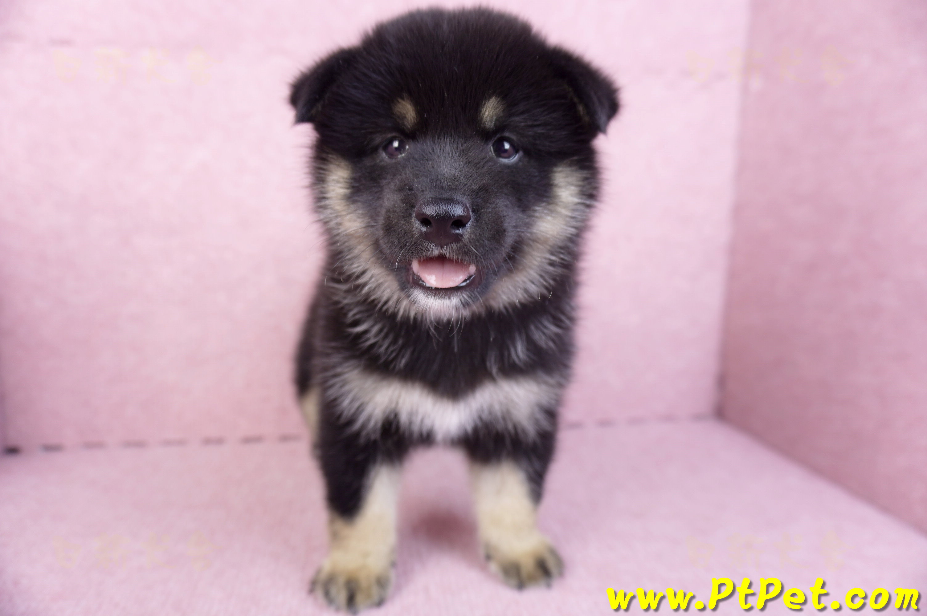 10/15黑色長毛柴犬公幼犬