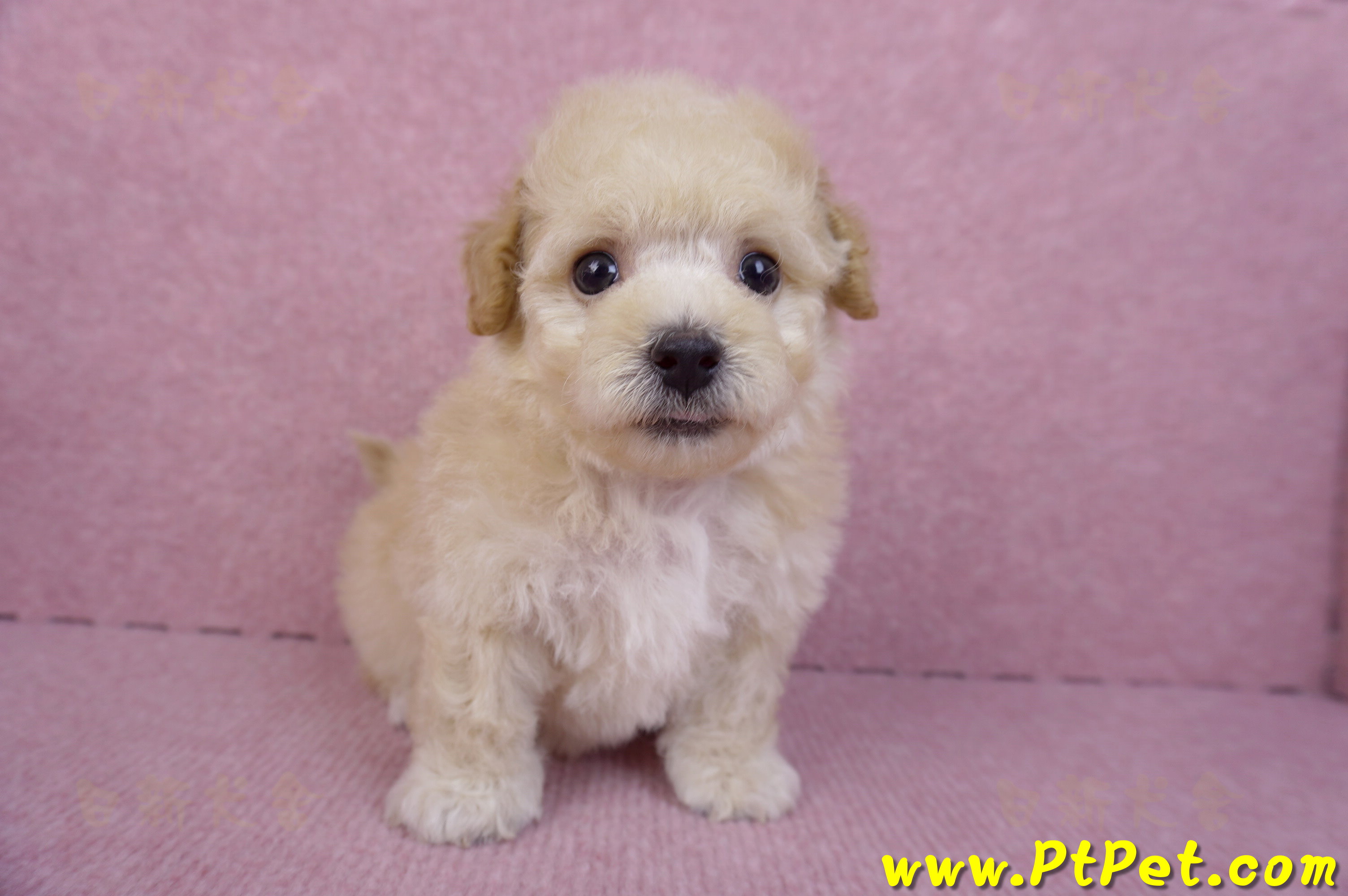 09/23泰迪比熊母幼犬3號(高雄大寮)