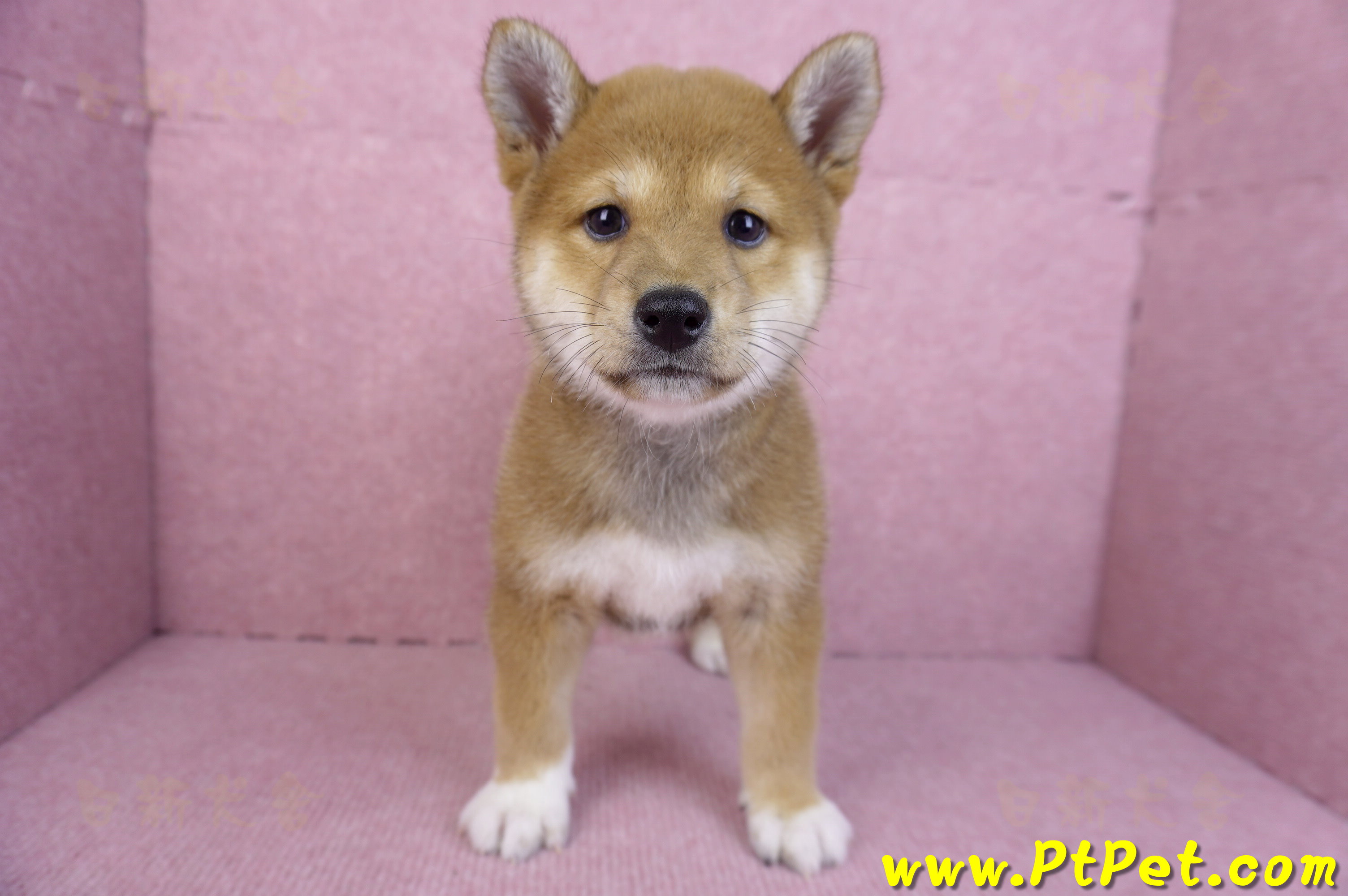 11/08赤色柴犬母幼犬1號(花蓮吉安)