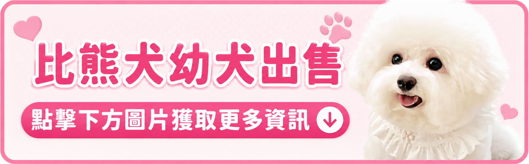 BichonFrise.gif
