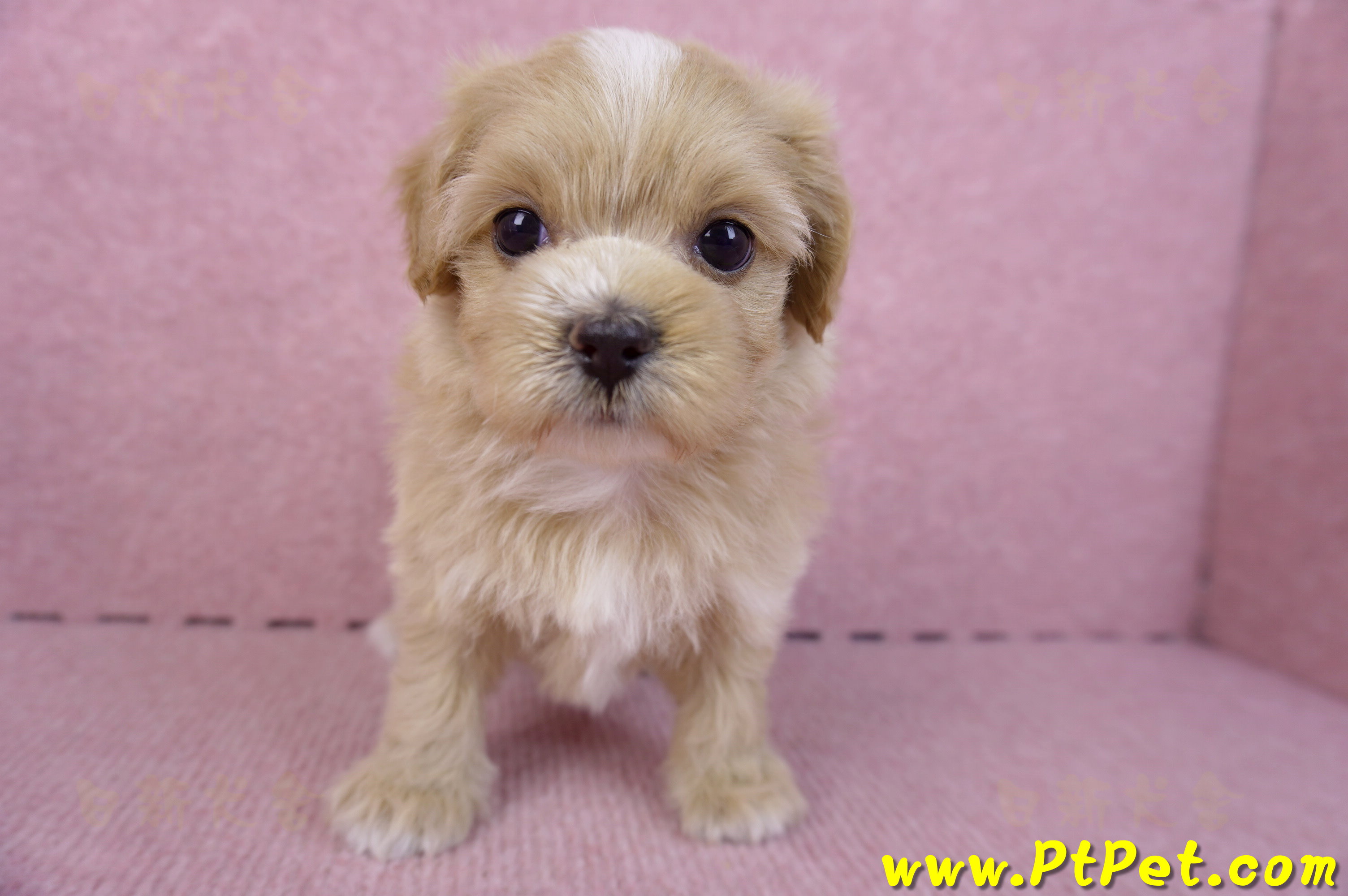 10/18馬爾泰迪母幼犬1號