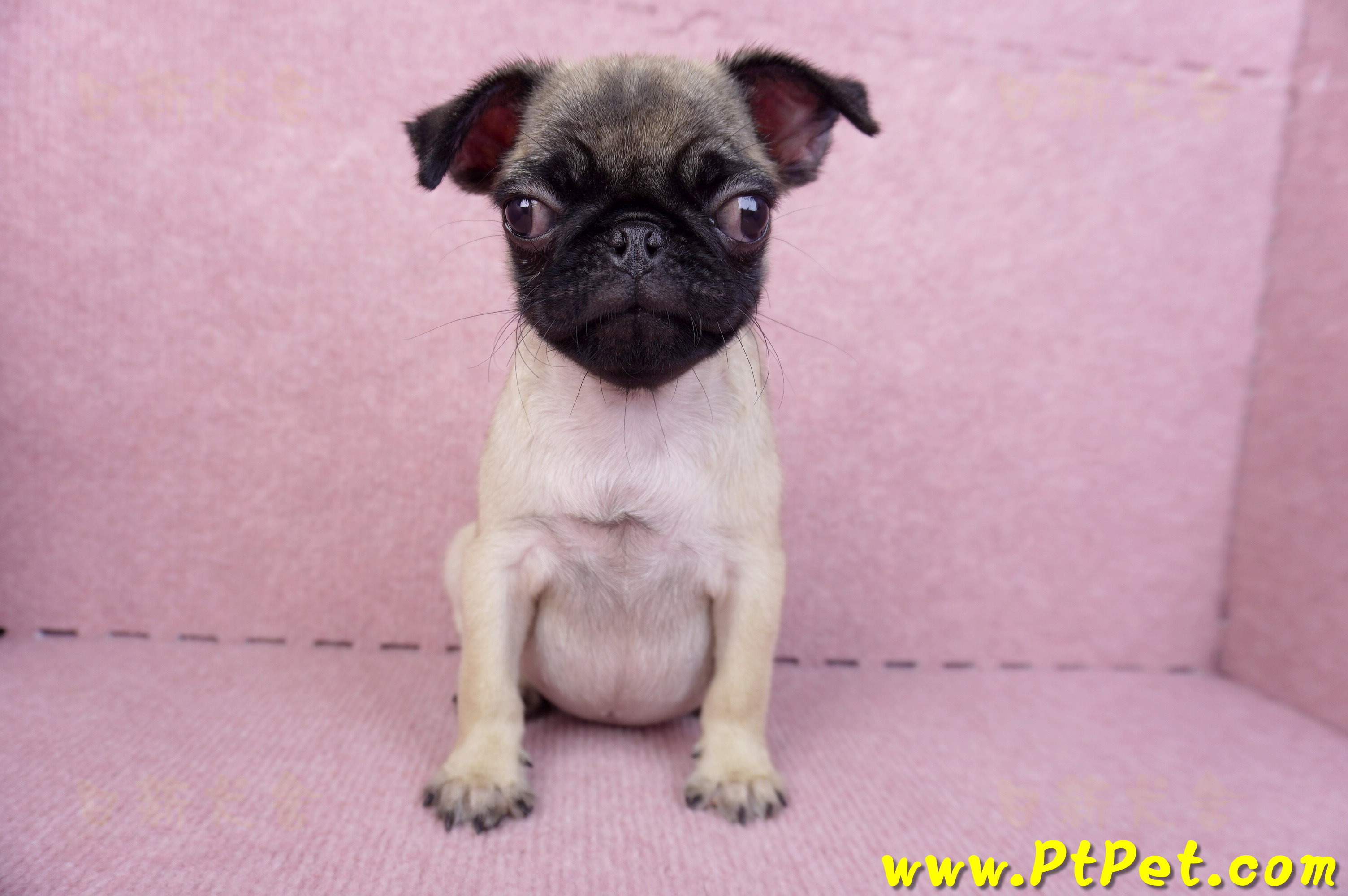 09/08巴哥母幼犬