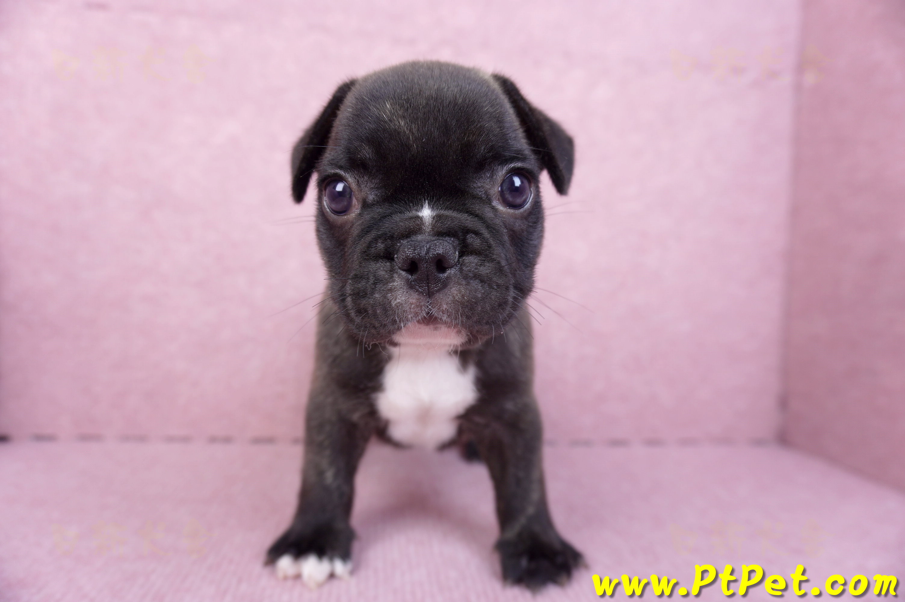 09/18虎斑色法國鬥牛母幼犬1號