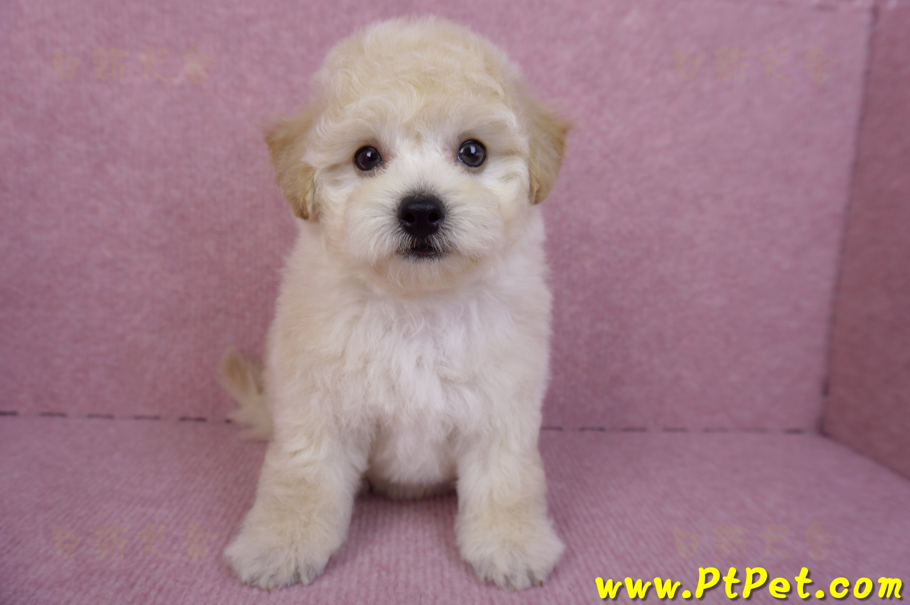 09/12泰迪比熊母幼犬1號