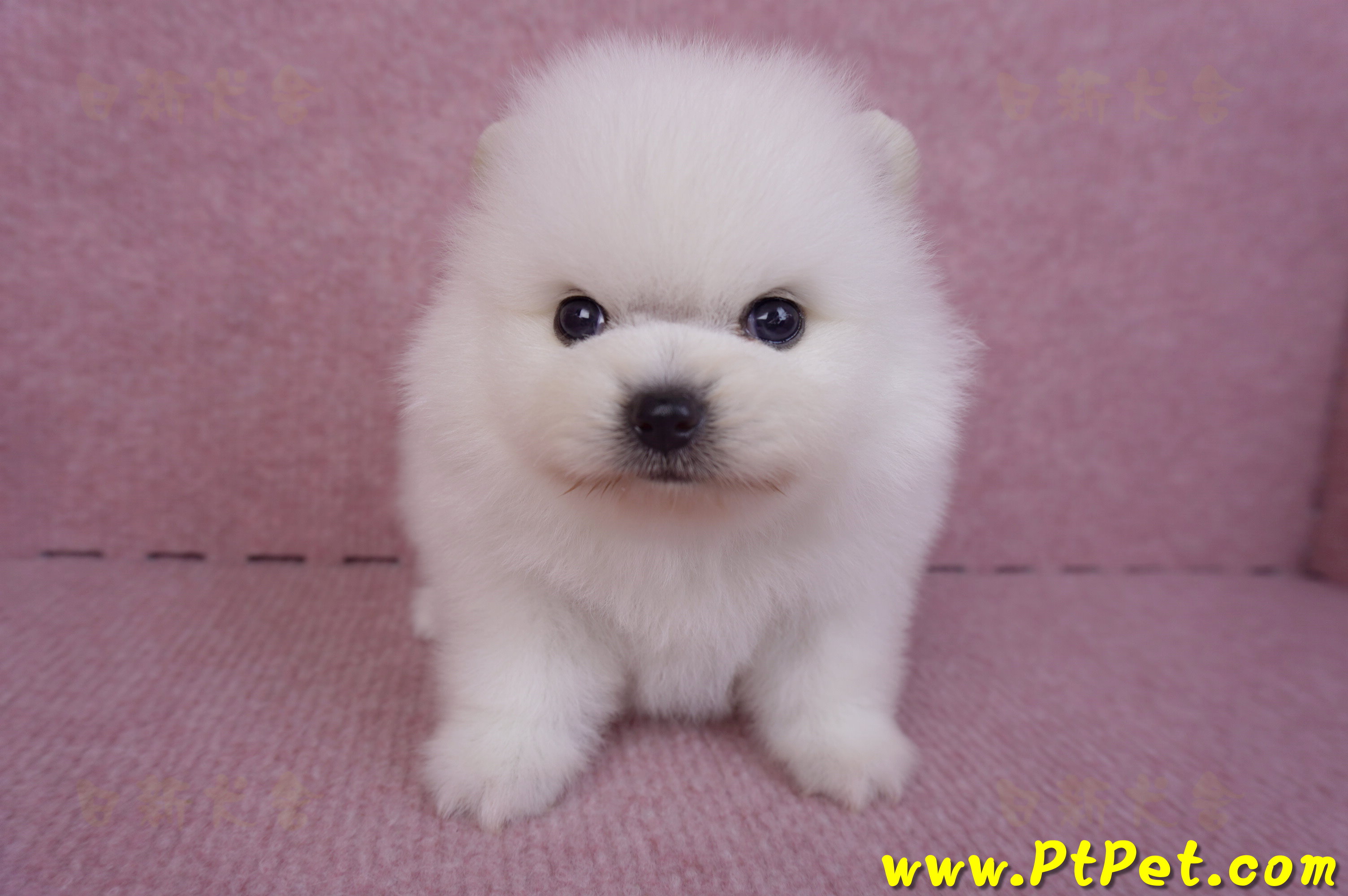 10/11松鼠白博美公幼犬1號