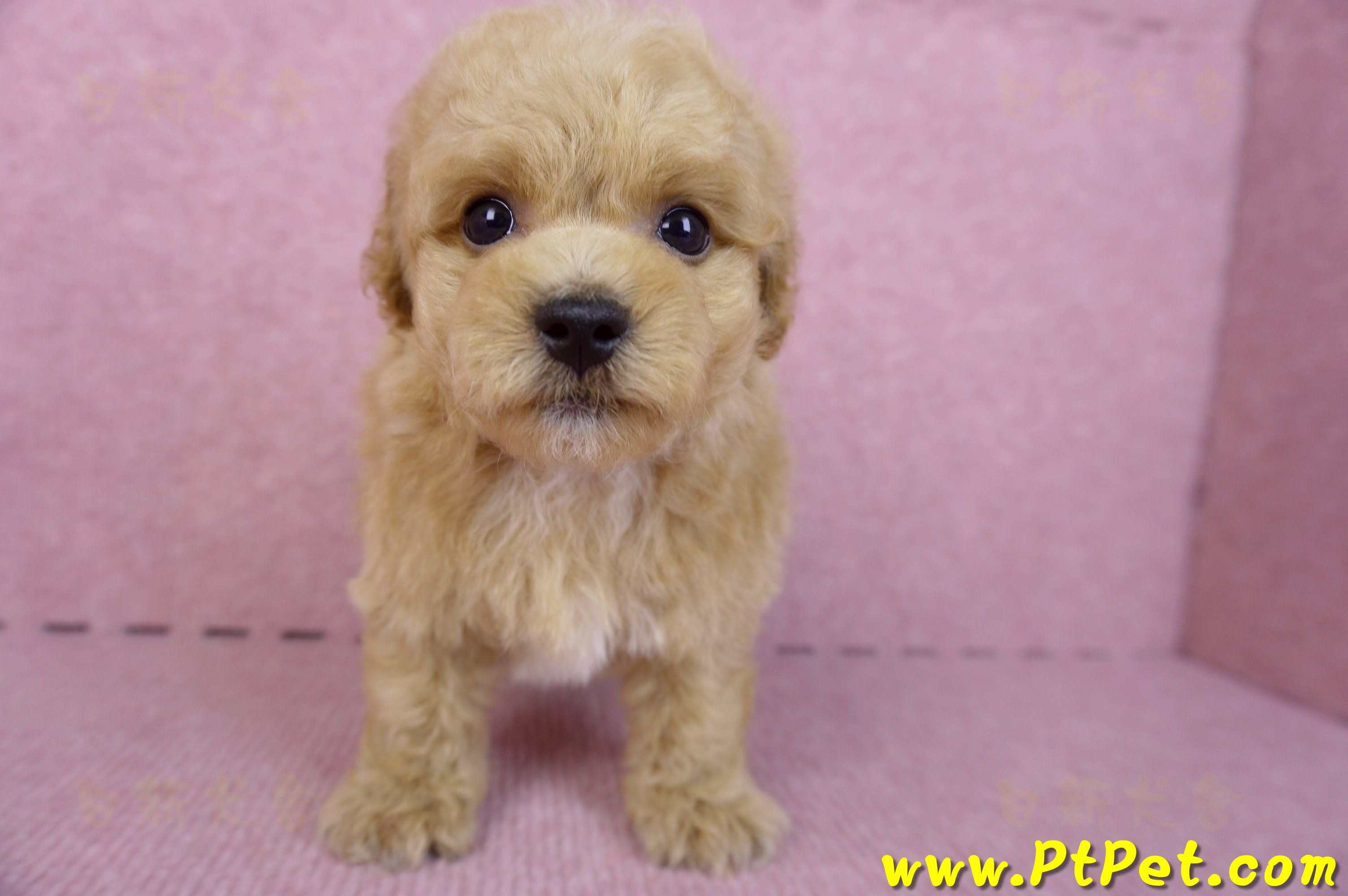 08/12泰迪比熊公幼犬(台北信義)