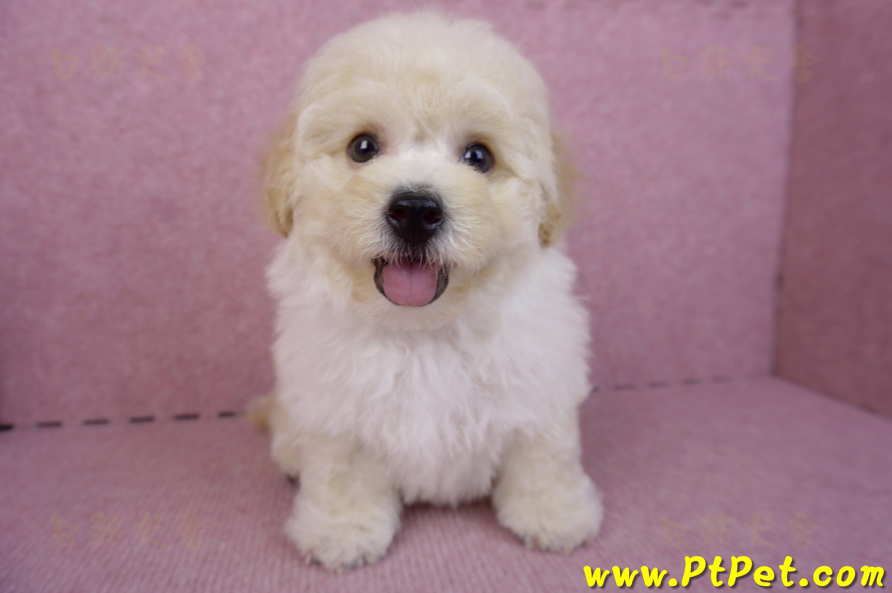 08/14泰迪比熊公幼犬1號(花蓮吉安)