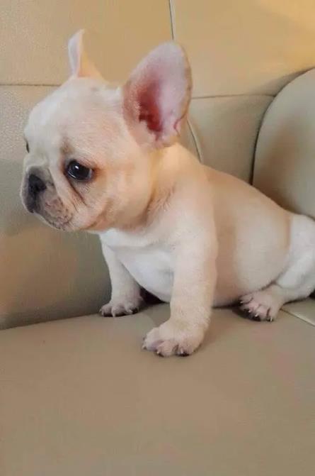 法國鬥牛犬 French Bulldog - 日新犬舍 法國鬥牛犬 French Bulldog - 日新犬舍