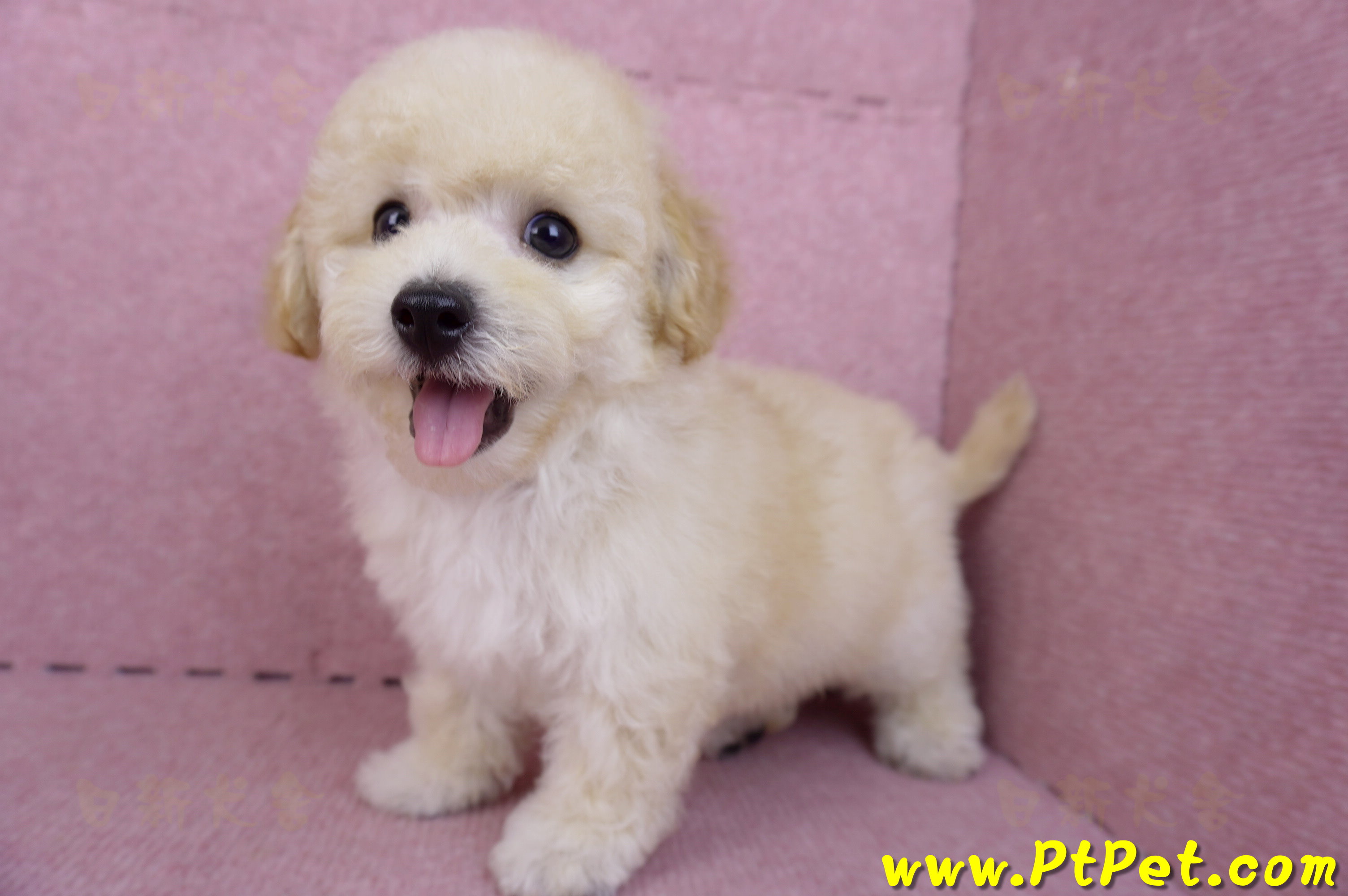 08/14泰迪比熊公幼犬(屏東內埔)