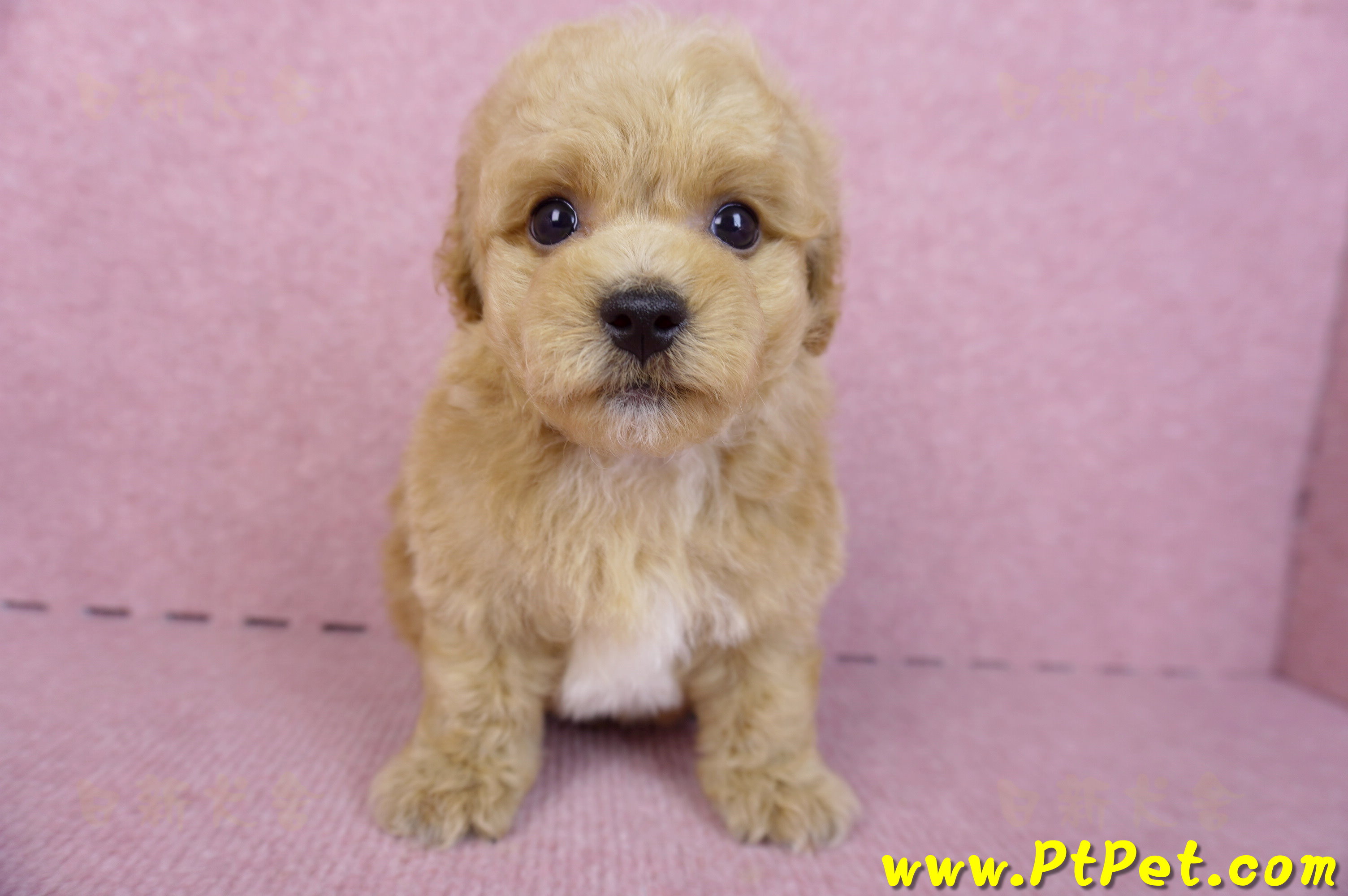 08/12泰迪比熊公幼犬(台北信義)