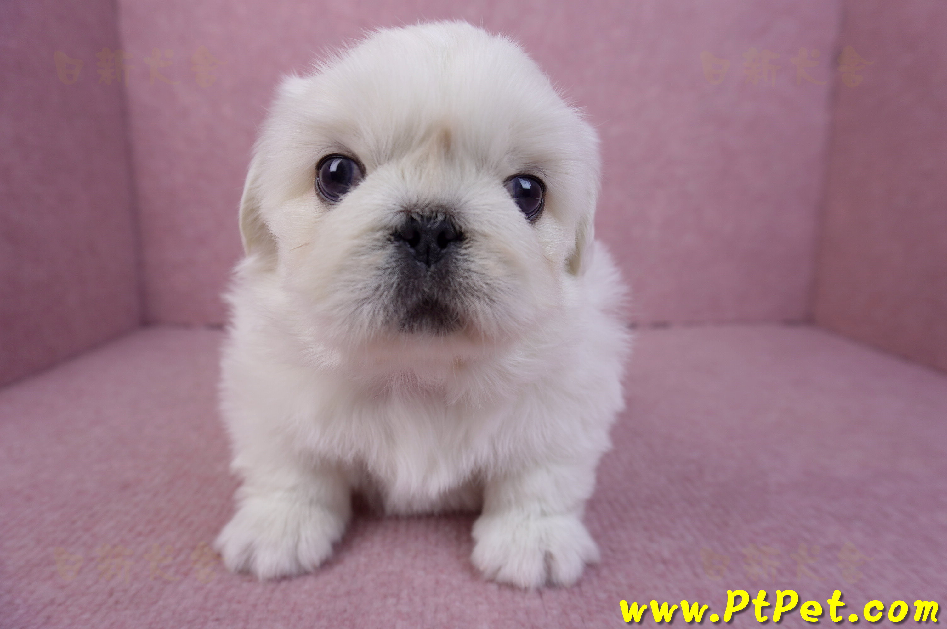 12/17北京狗公幼犬