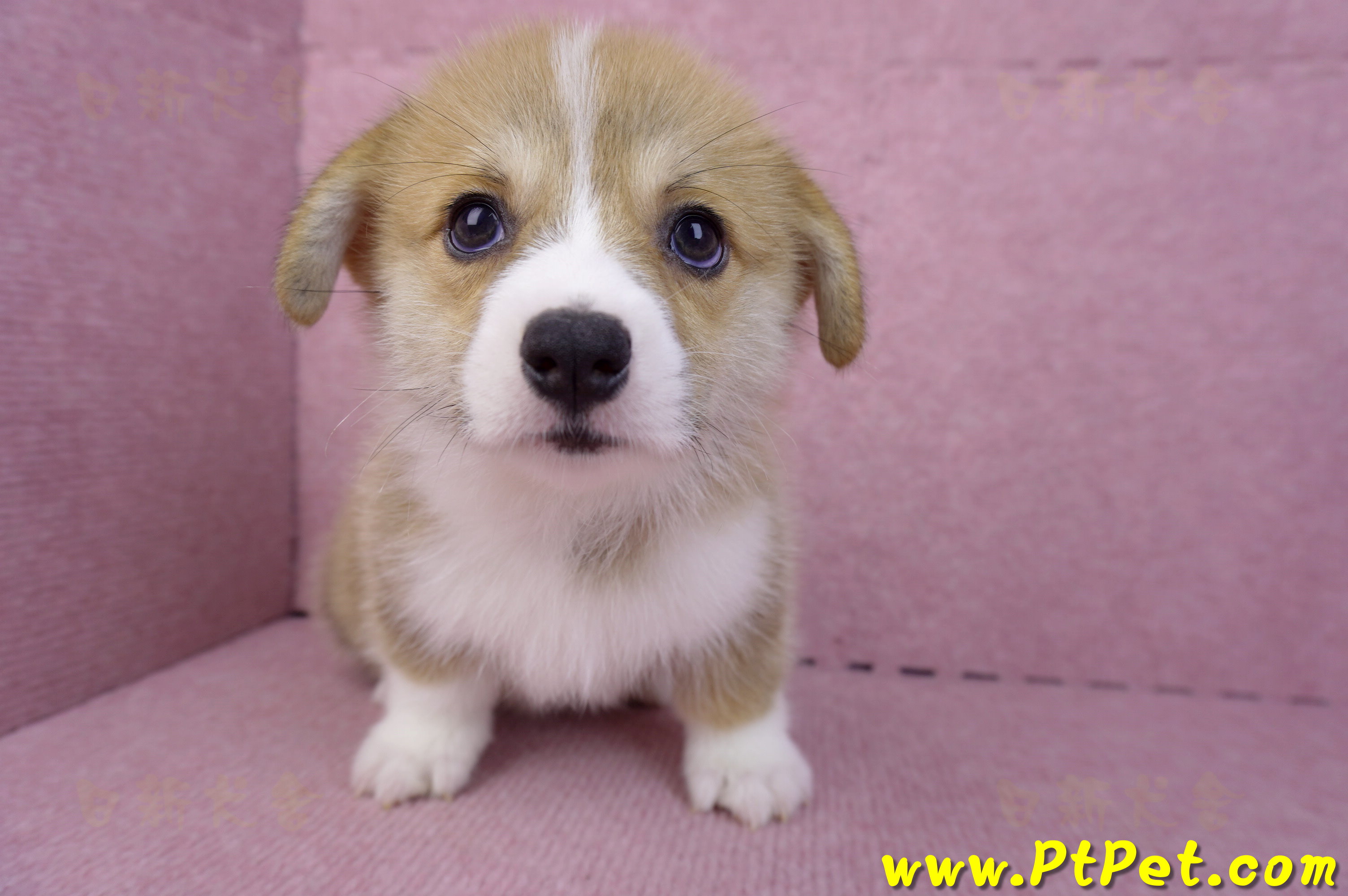 08/05雙色柯基犬母幼犬(台中潭子)