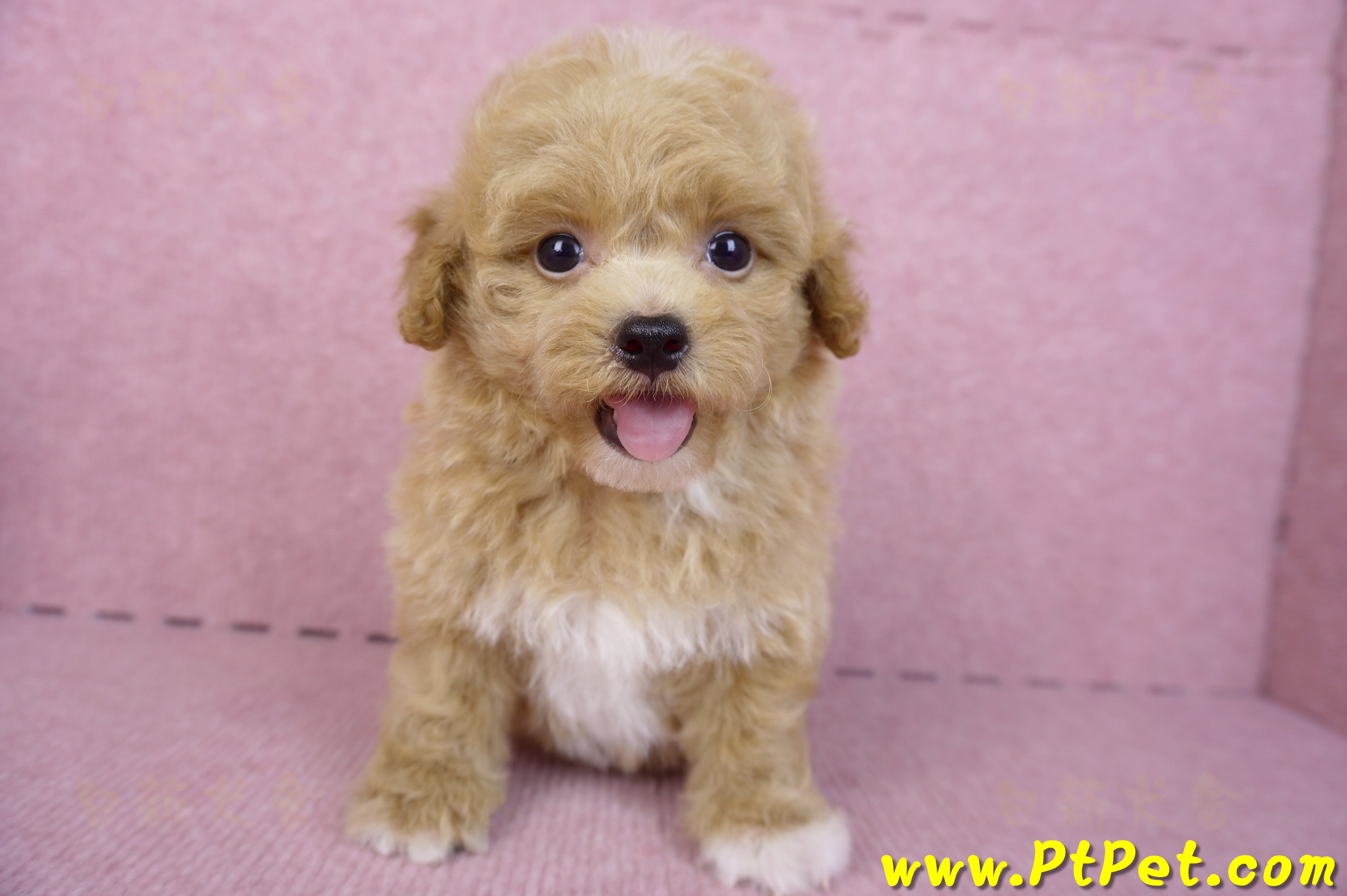 08/12泰迪比熊母幼犬2號(桃園龜山)