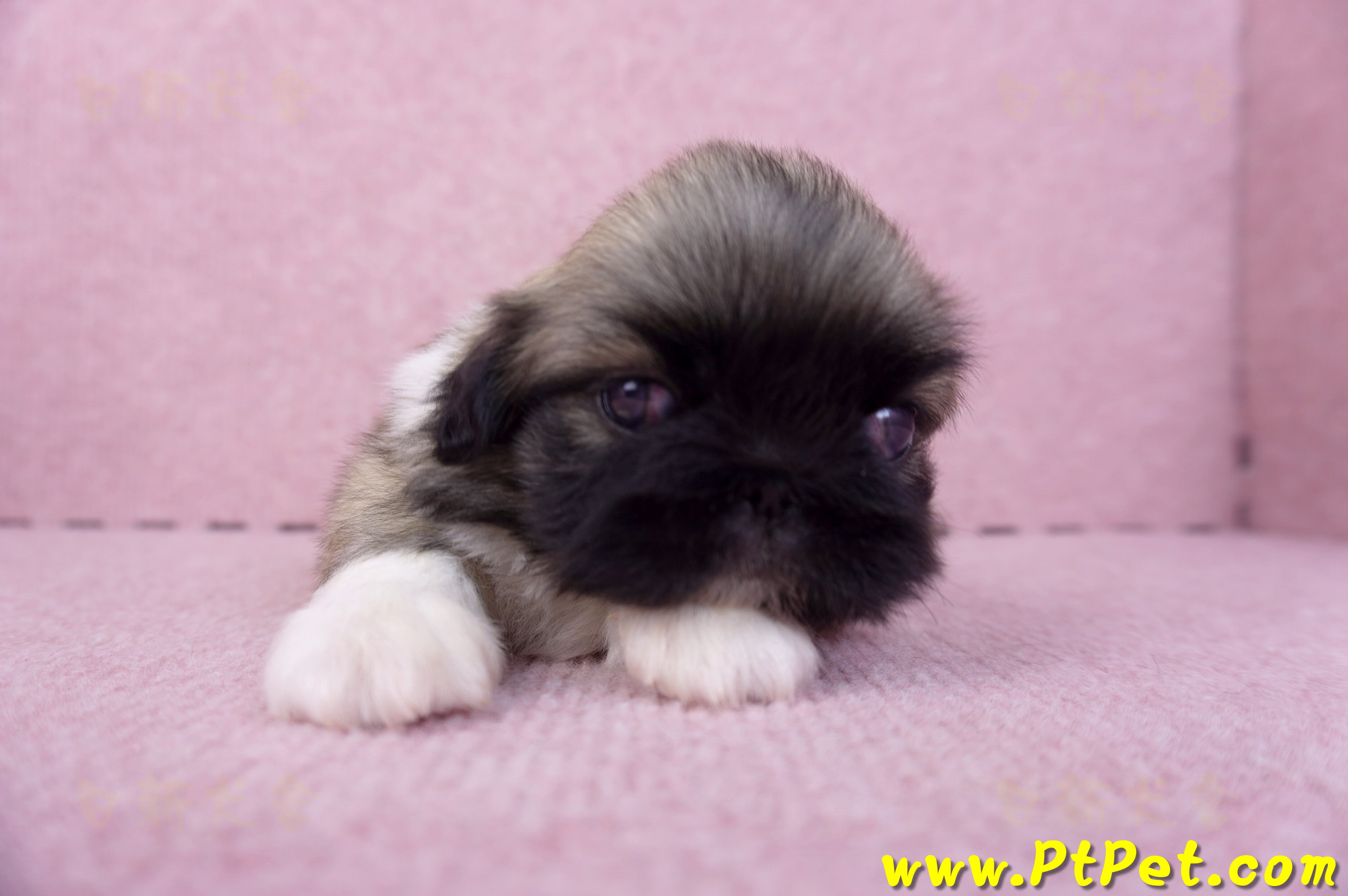 10/31松色北京狗公幼犬