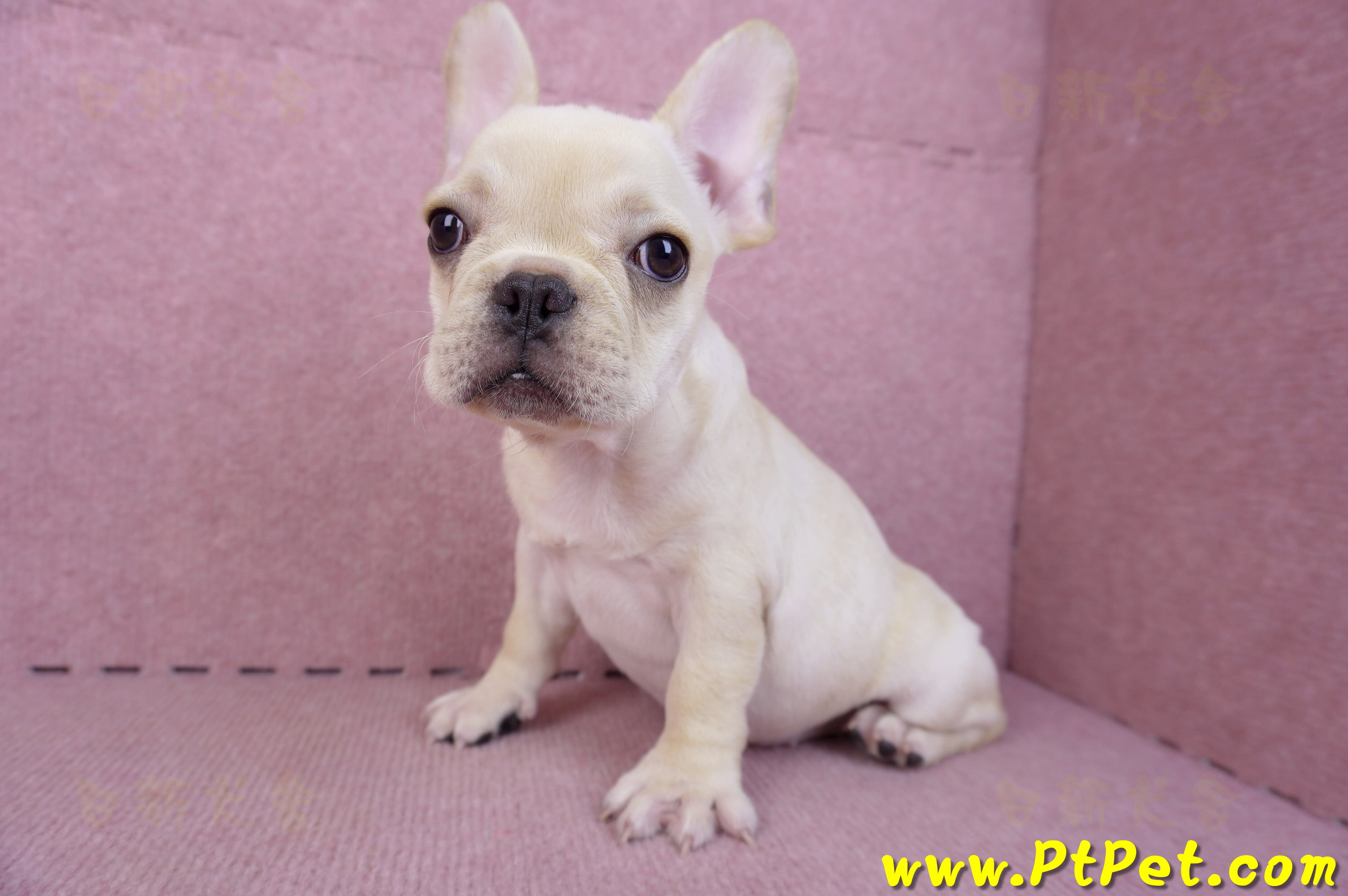 07/25奶油色法國鬥牛母幼犬2號(桃園楊梅)