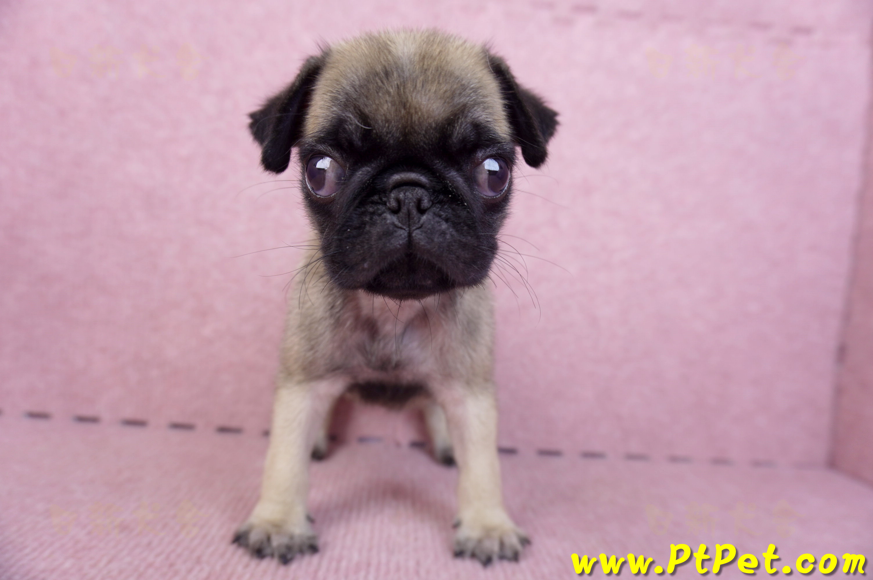 09/08巴哥母幼犬