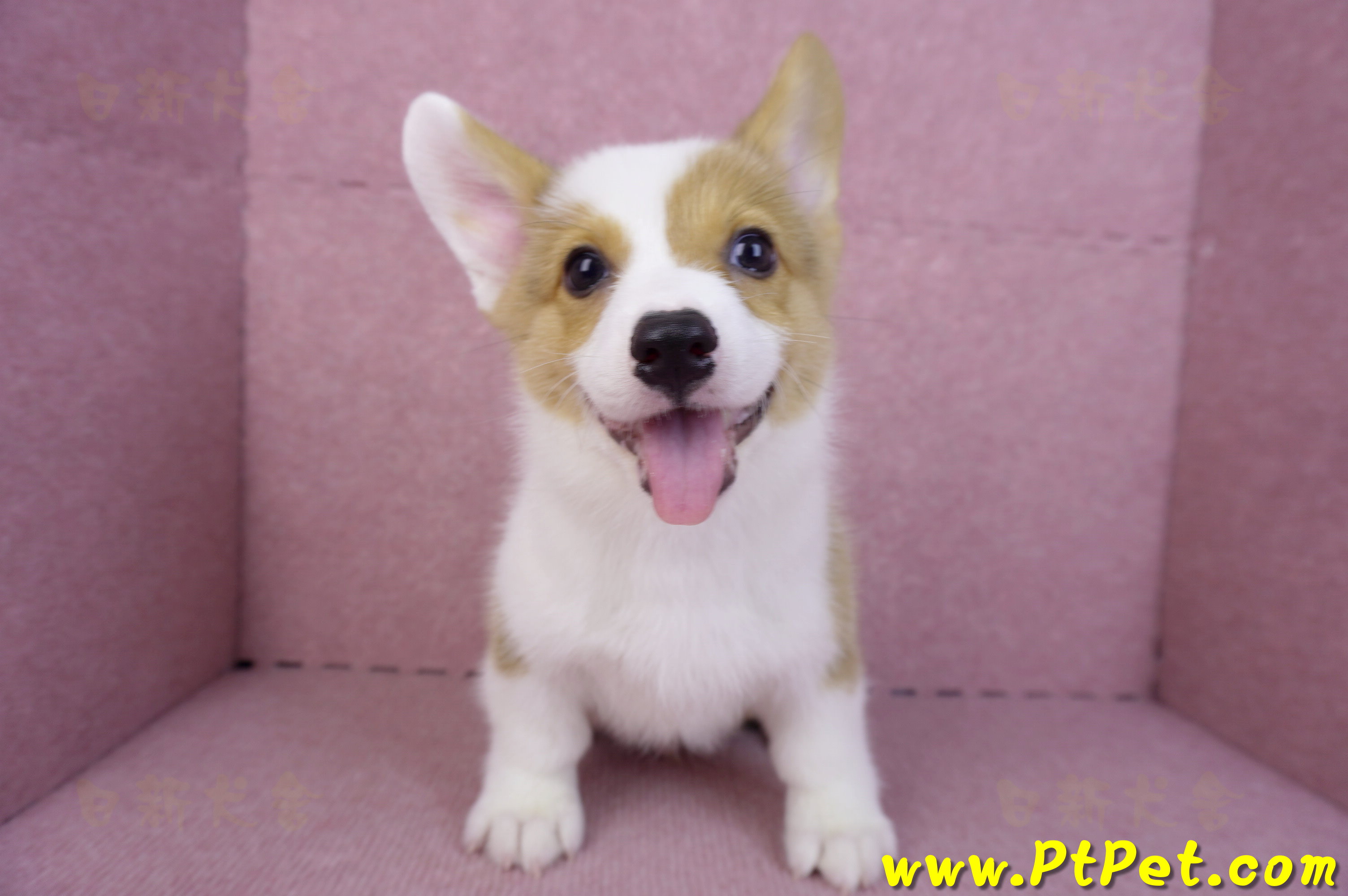 09/22雙色柯基犬公幼犬