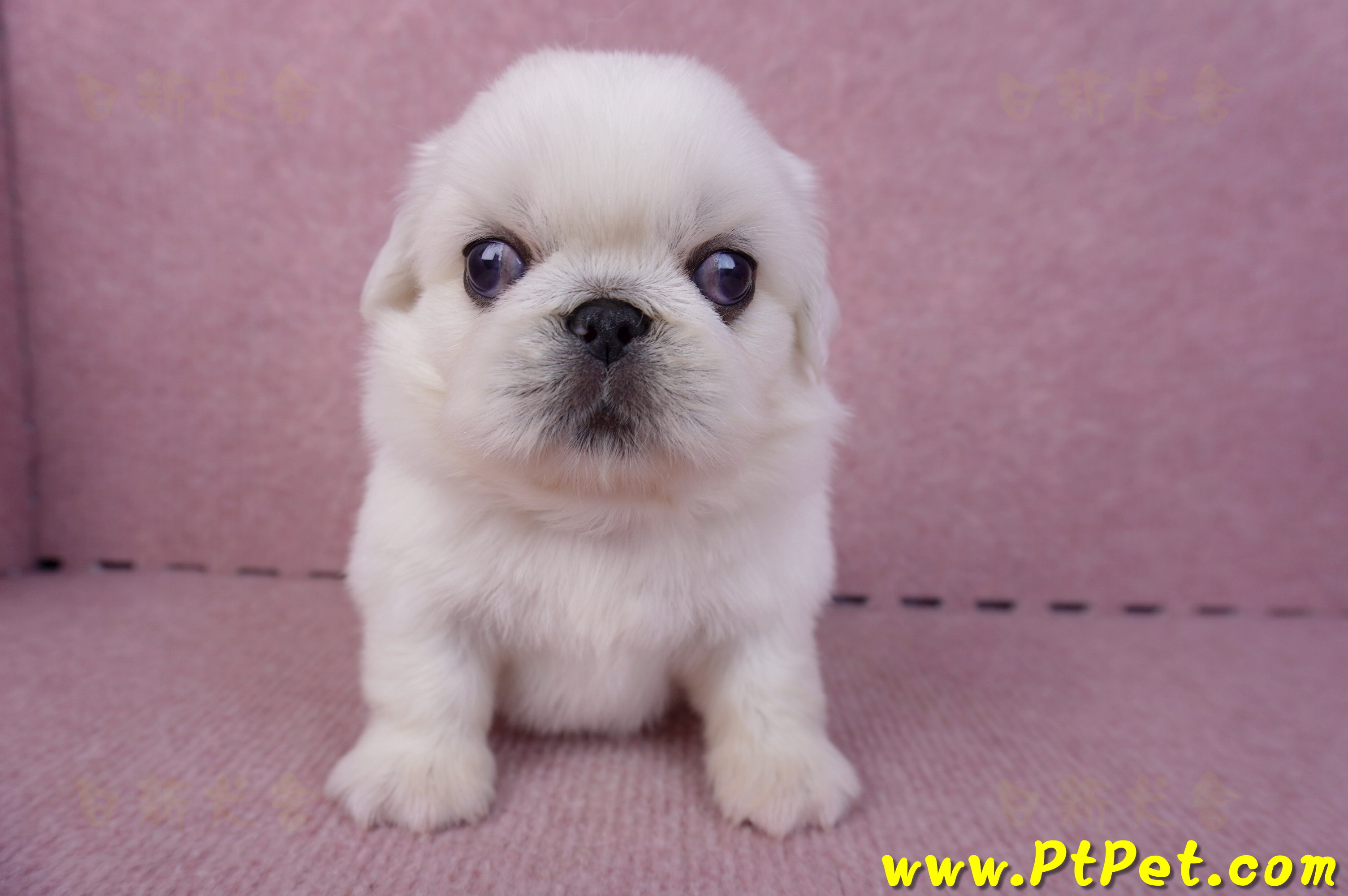 10/31北京狗公幼犬