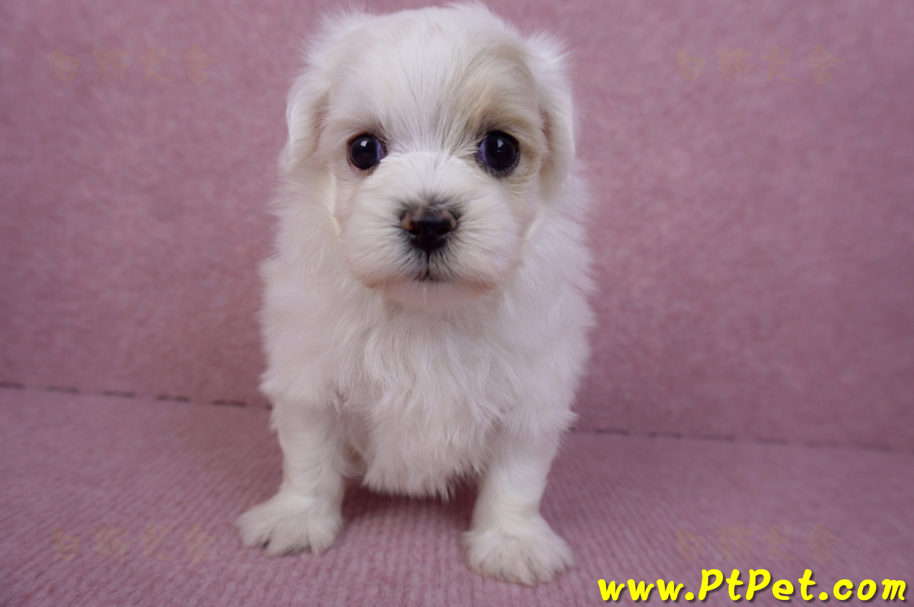 09/27馬爾泰迪公幼犬