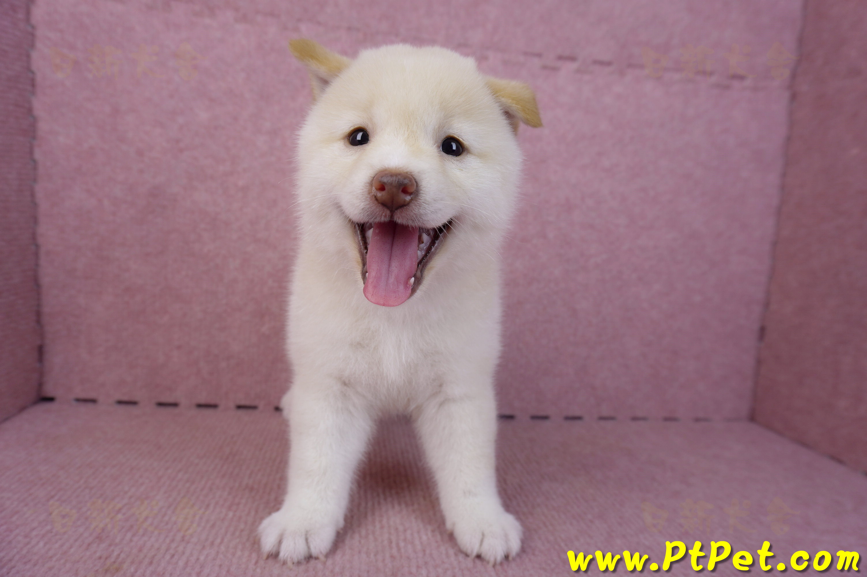 09/21白色柴犬母幼犬(高雄鳳山)