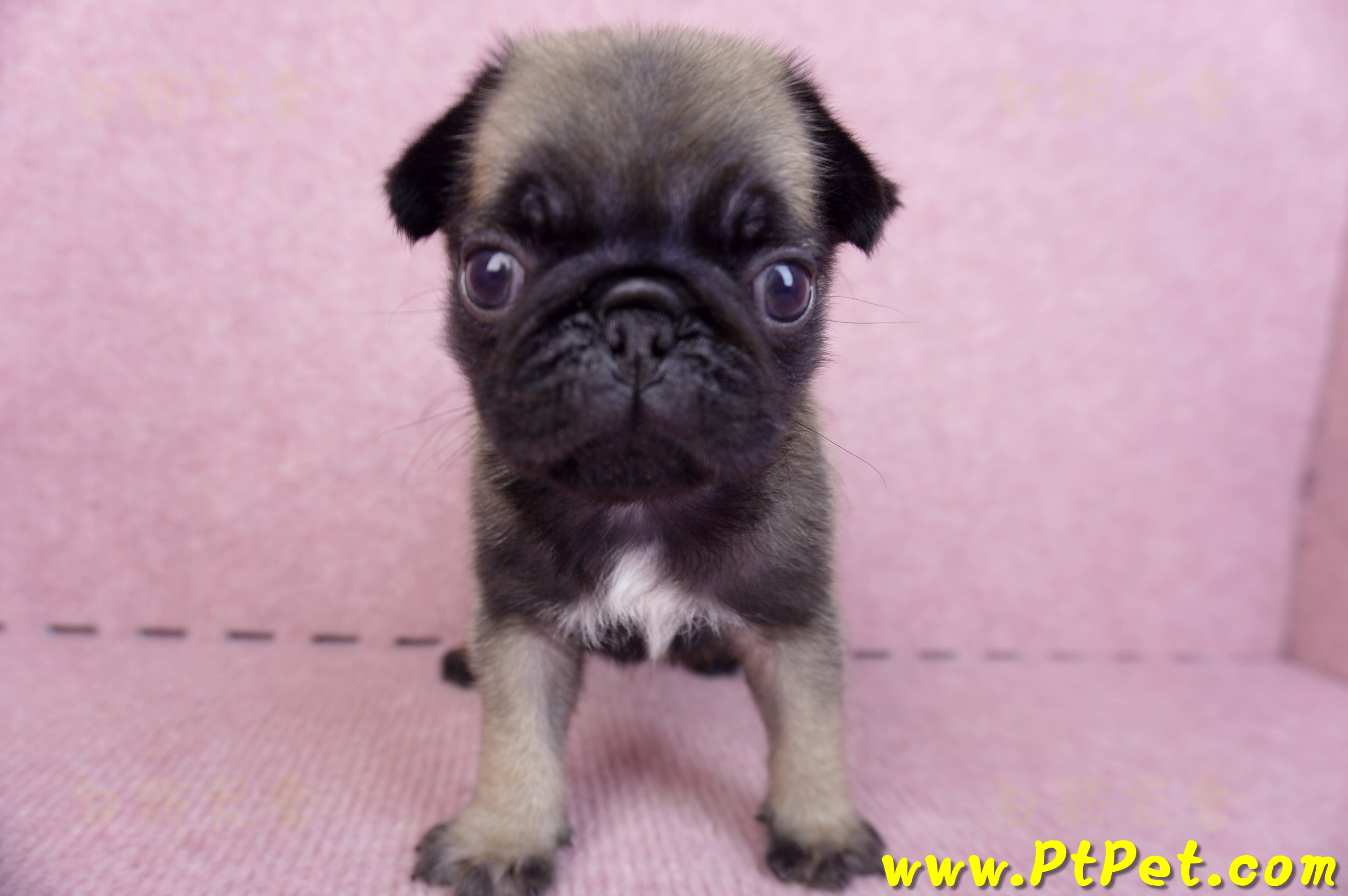 09/08巴哥公幼犬1號(新北樹林)