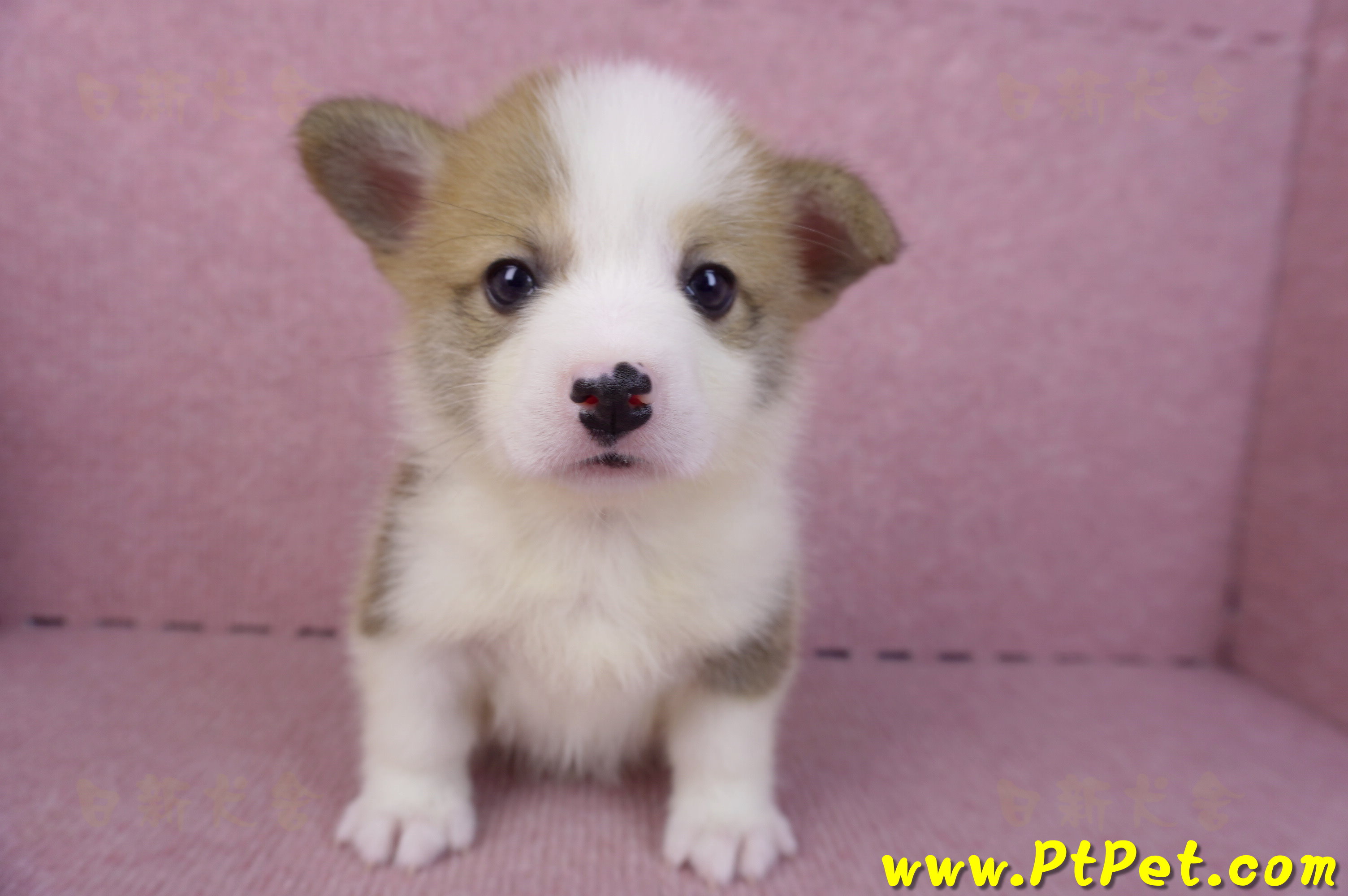 10/13雙色柯基犬母幼犬1號