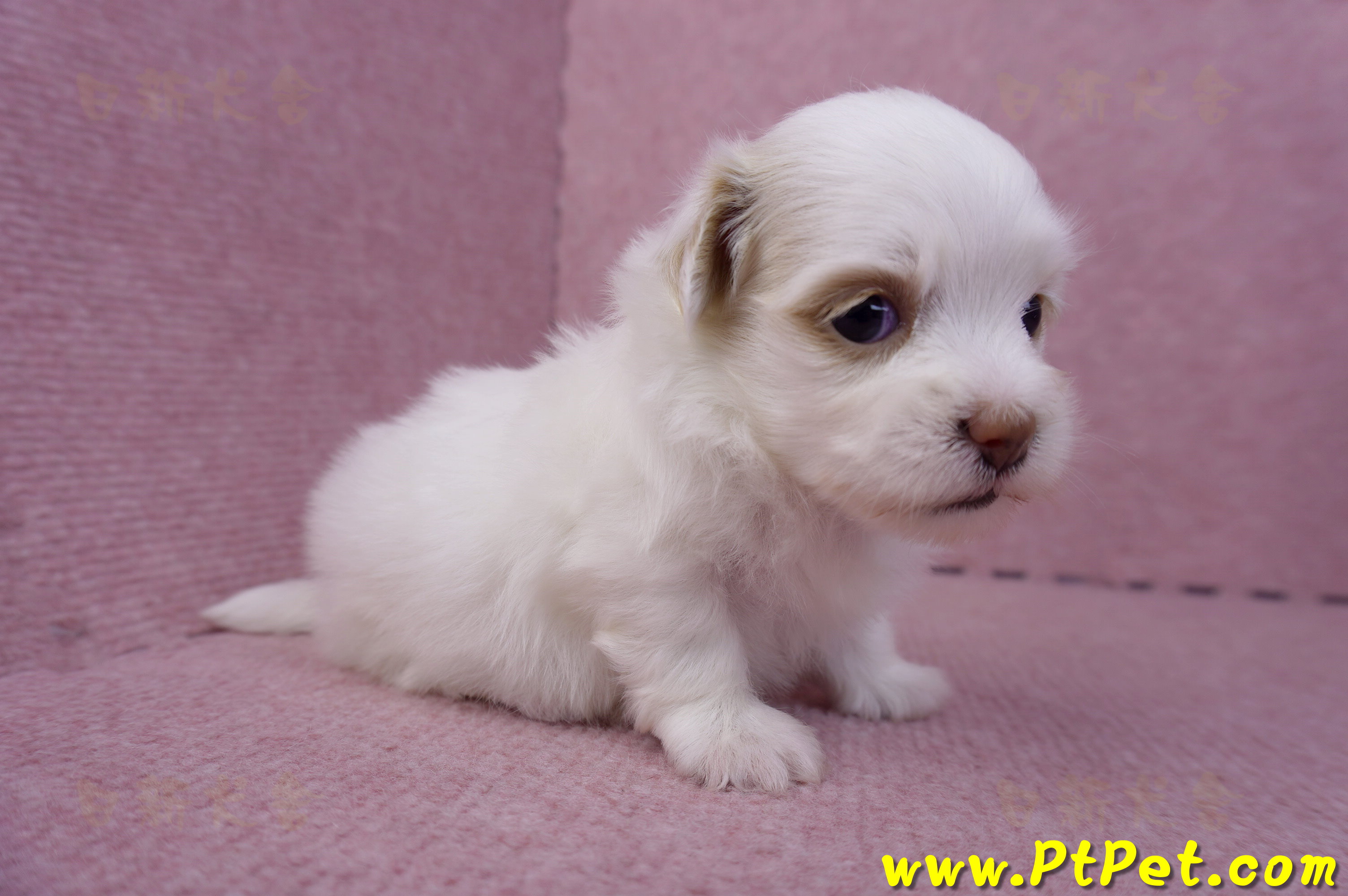 09/27馬爾泰迪母幼犬2號(高雄大寮)