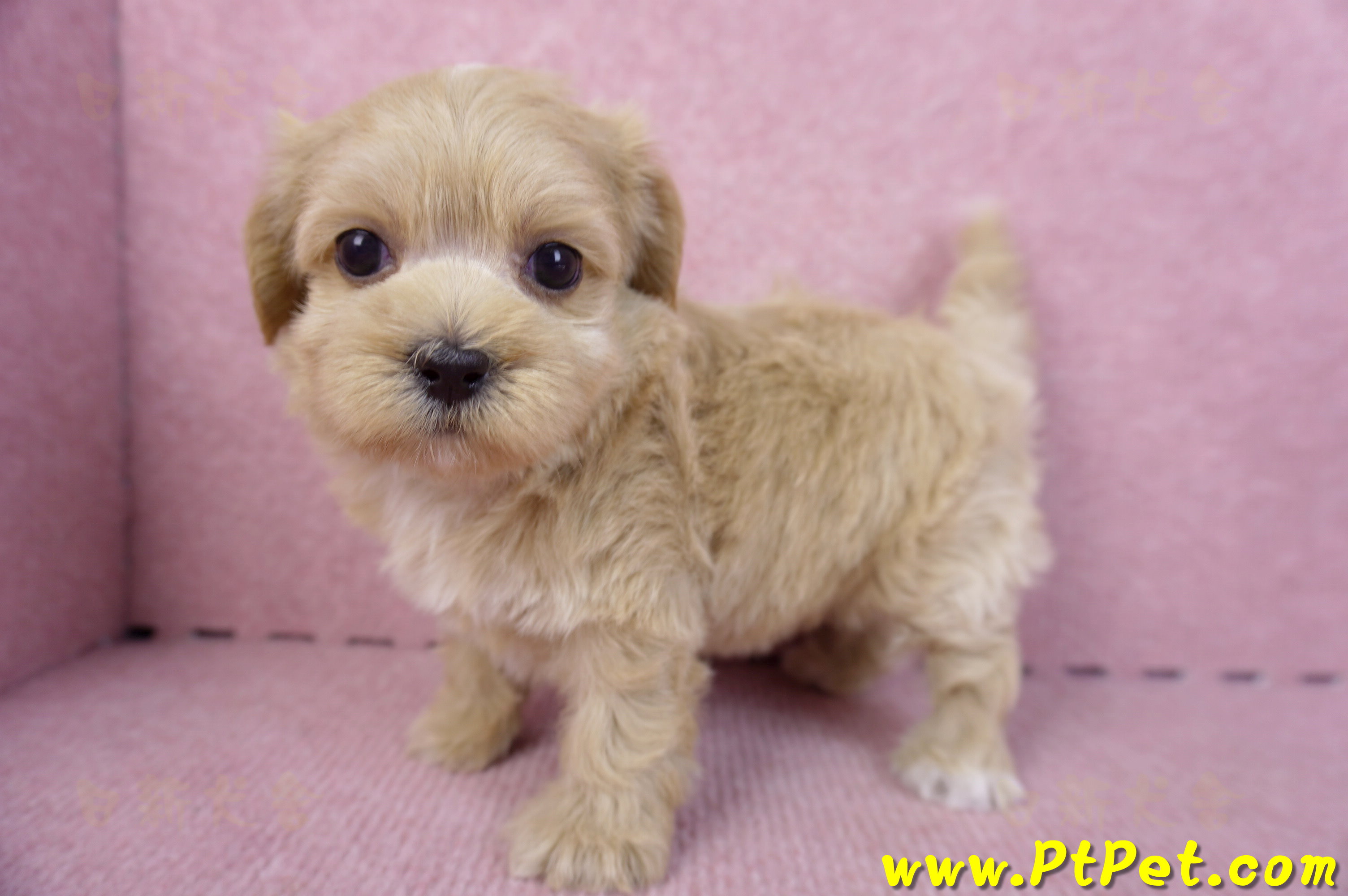 10/18馬爾泰迪母幼犬3號