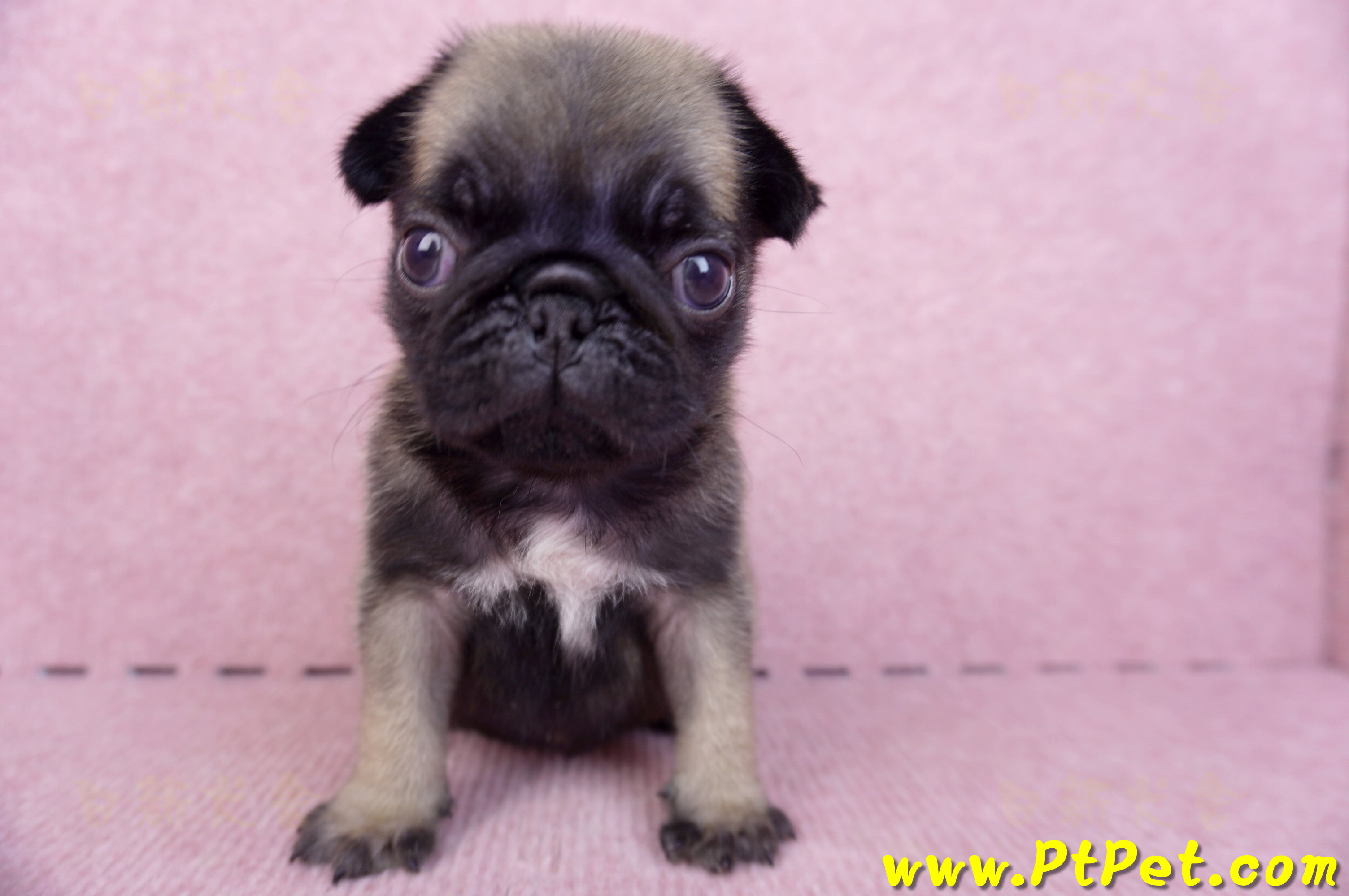 09/08巴哥公幼犬1號(新北樹林)