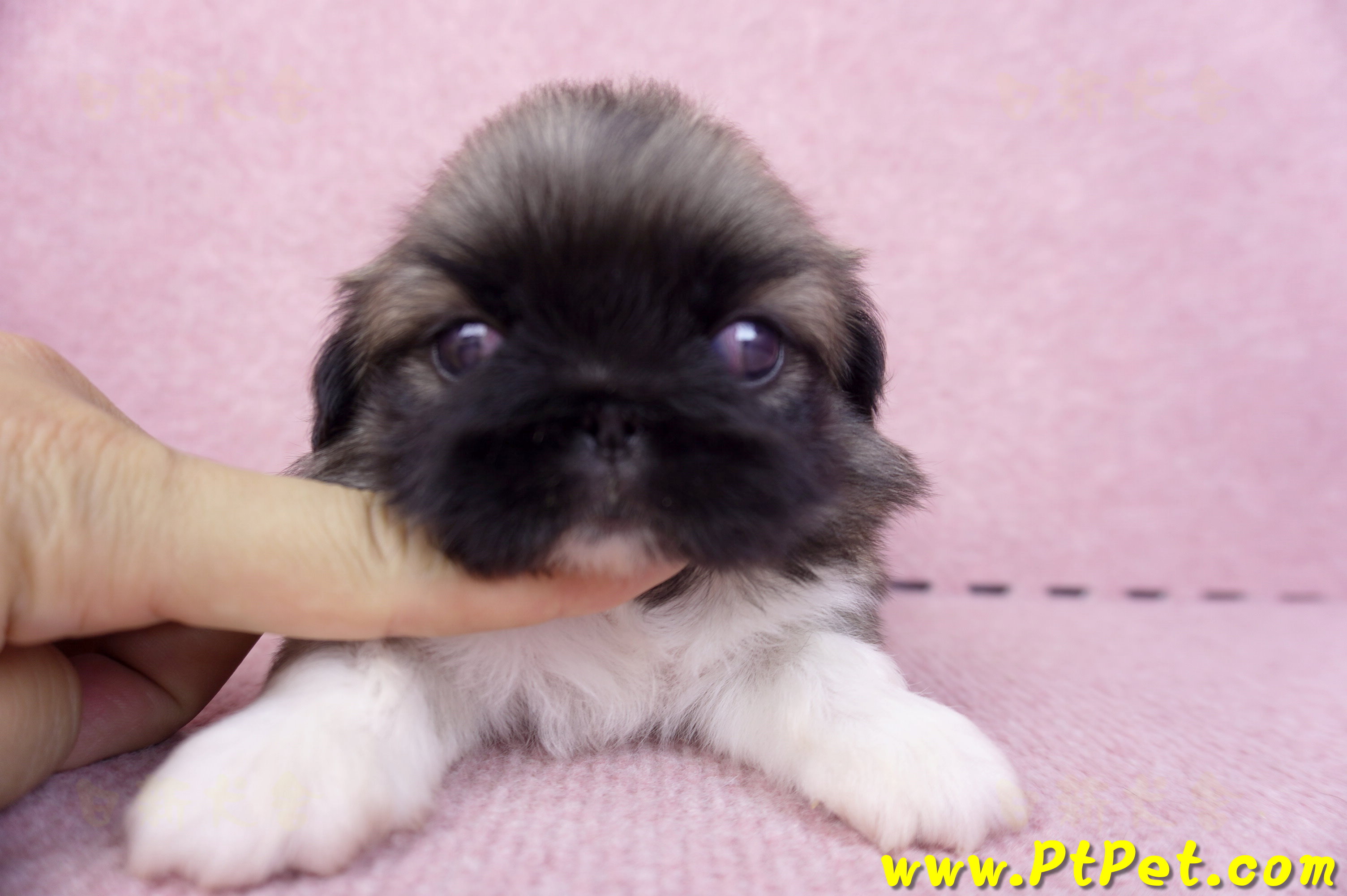 10/31松色北京狗公幼犬