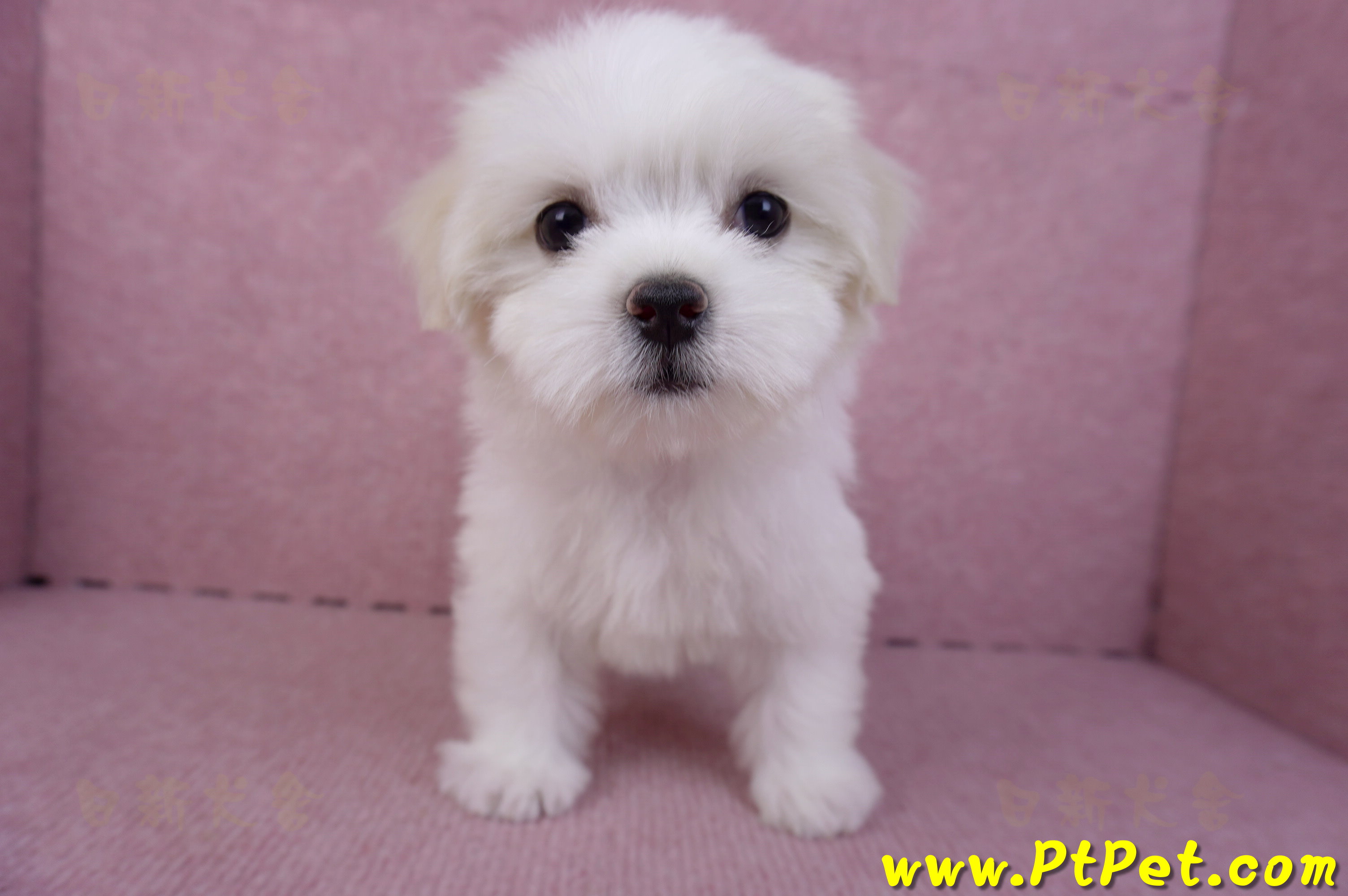 09/21馬爾濟斯母幼犬