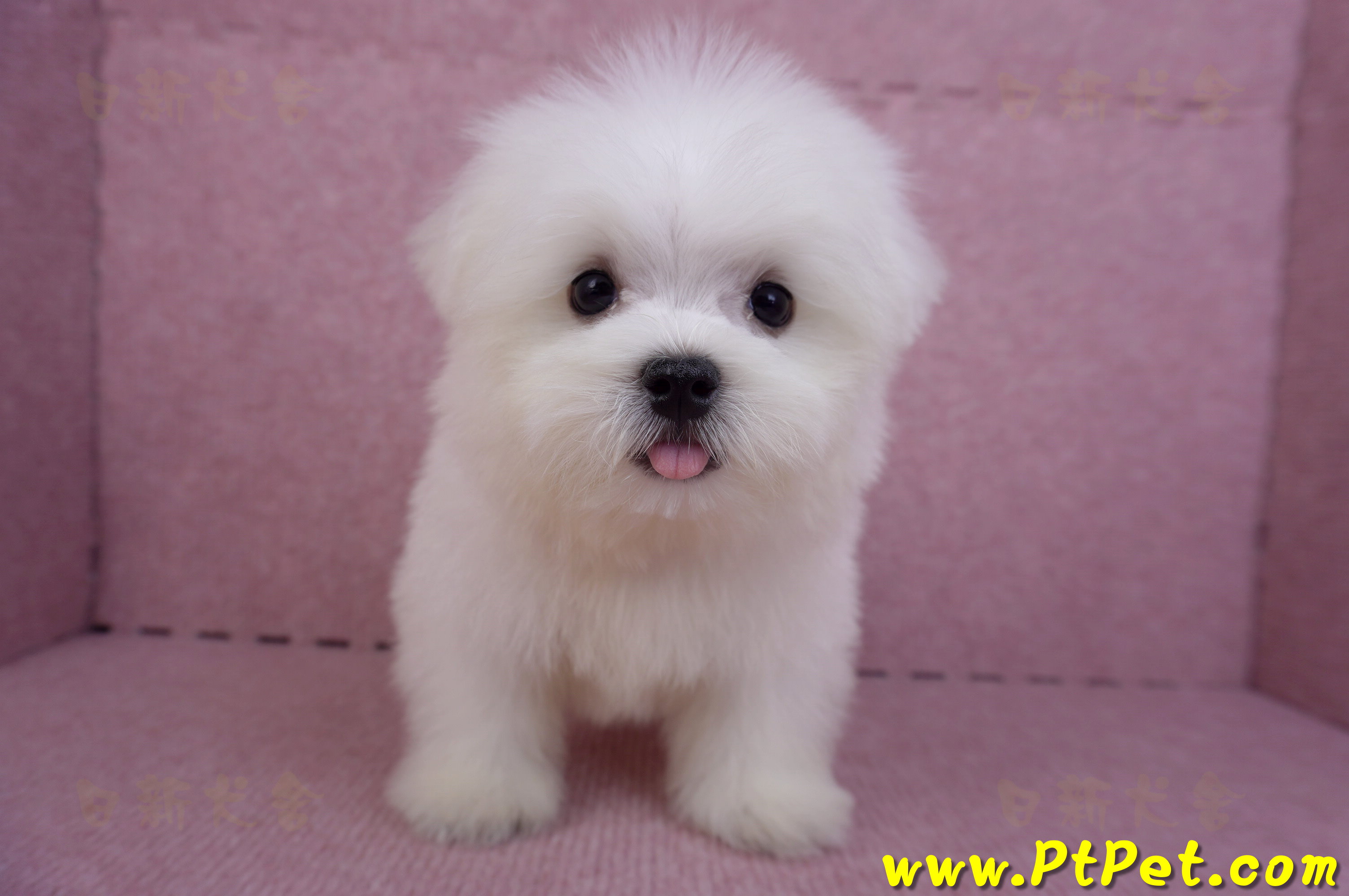 07/26迷你型馬爾濟斯公幼犬1號(台北大同)