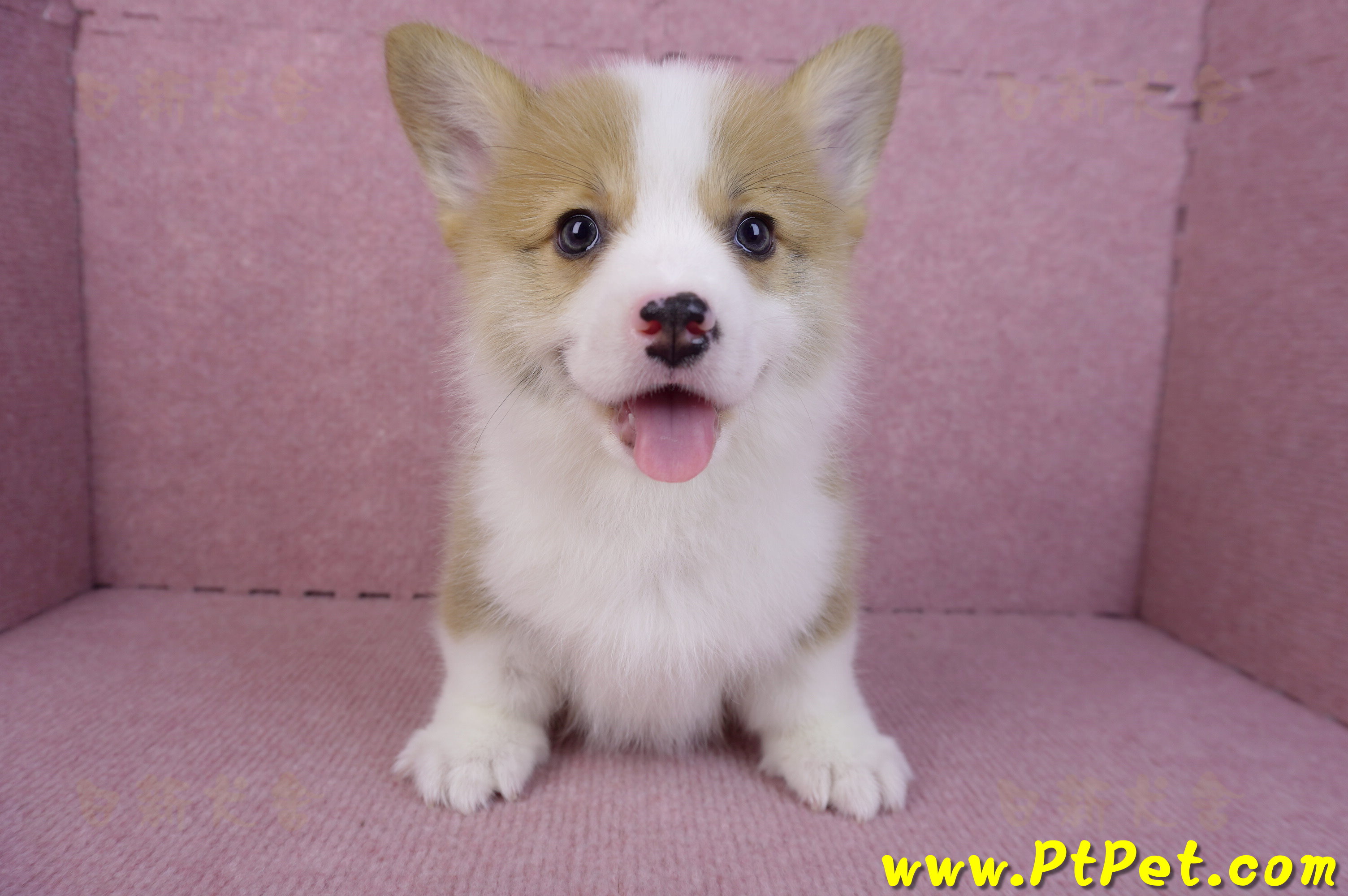 11/05雙色柯基犬公幼犬1號(高雄三民)