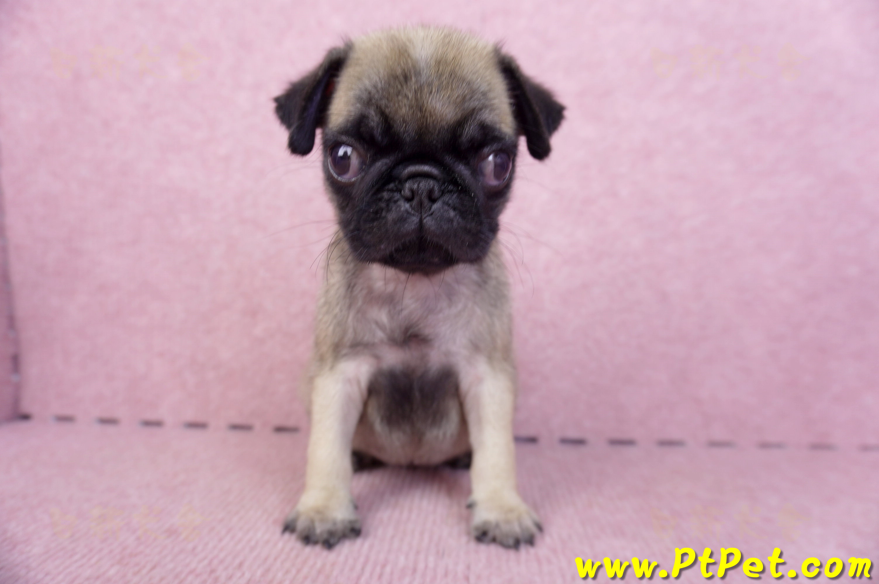 09/08巴哥母幼犬