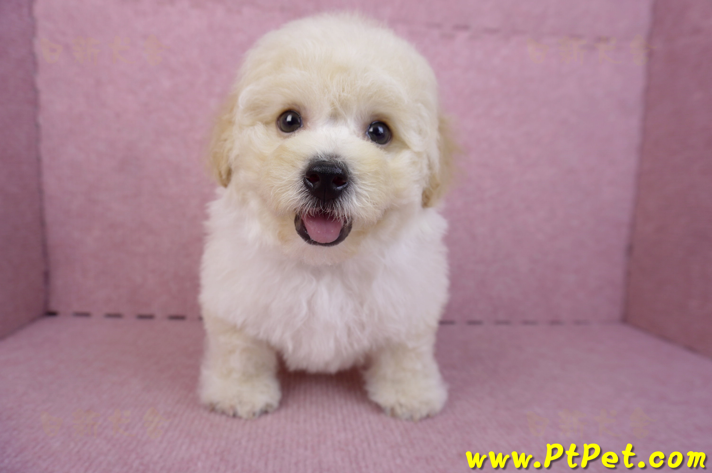 08/14泰迪比熊公幼犬1號(花蓮吉安)