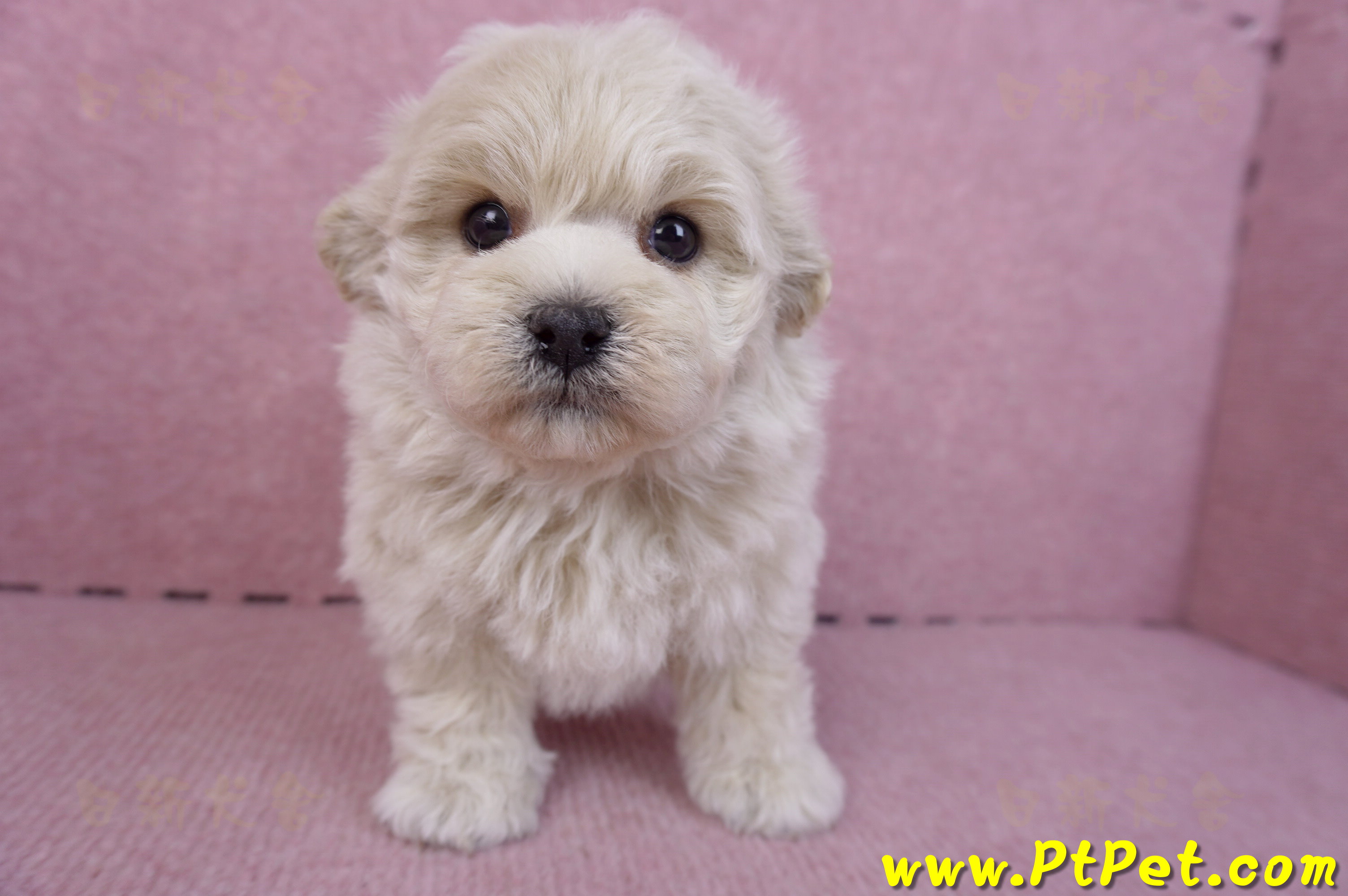 12/10馬爾泰迪公幼犬1號