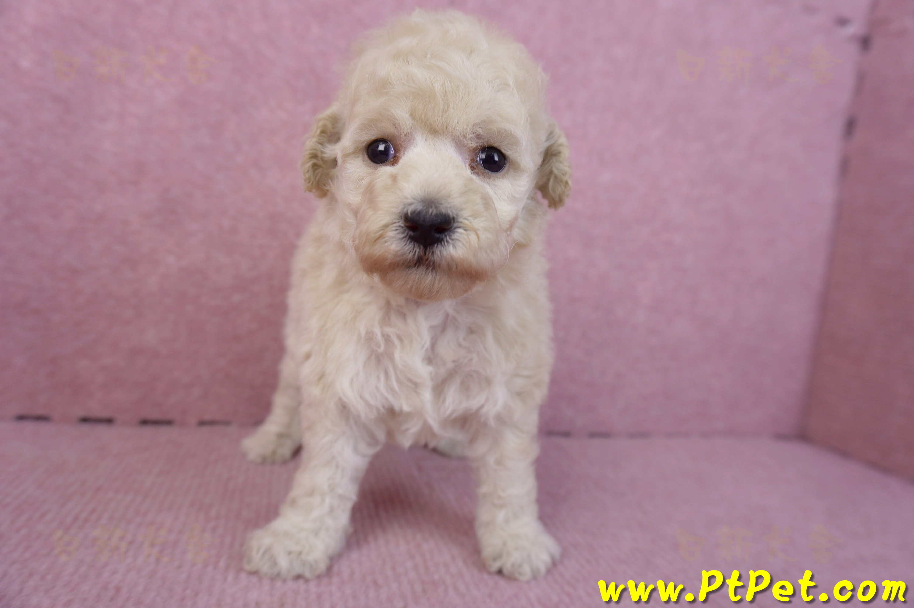 12/06玩具型奶油貴賓母幼犬1號