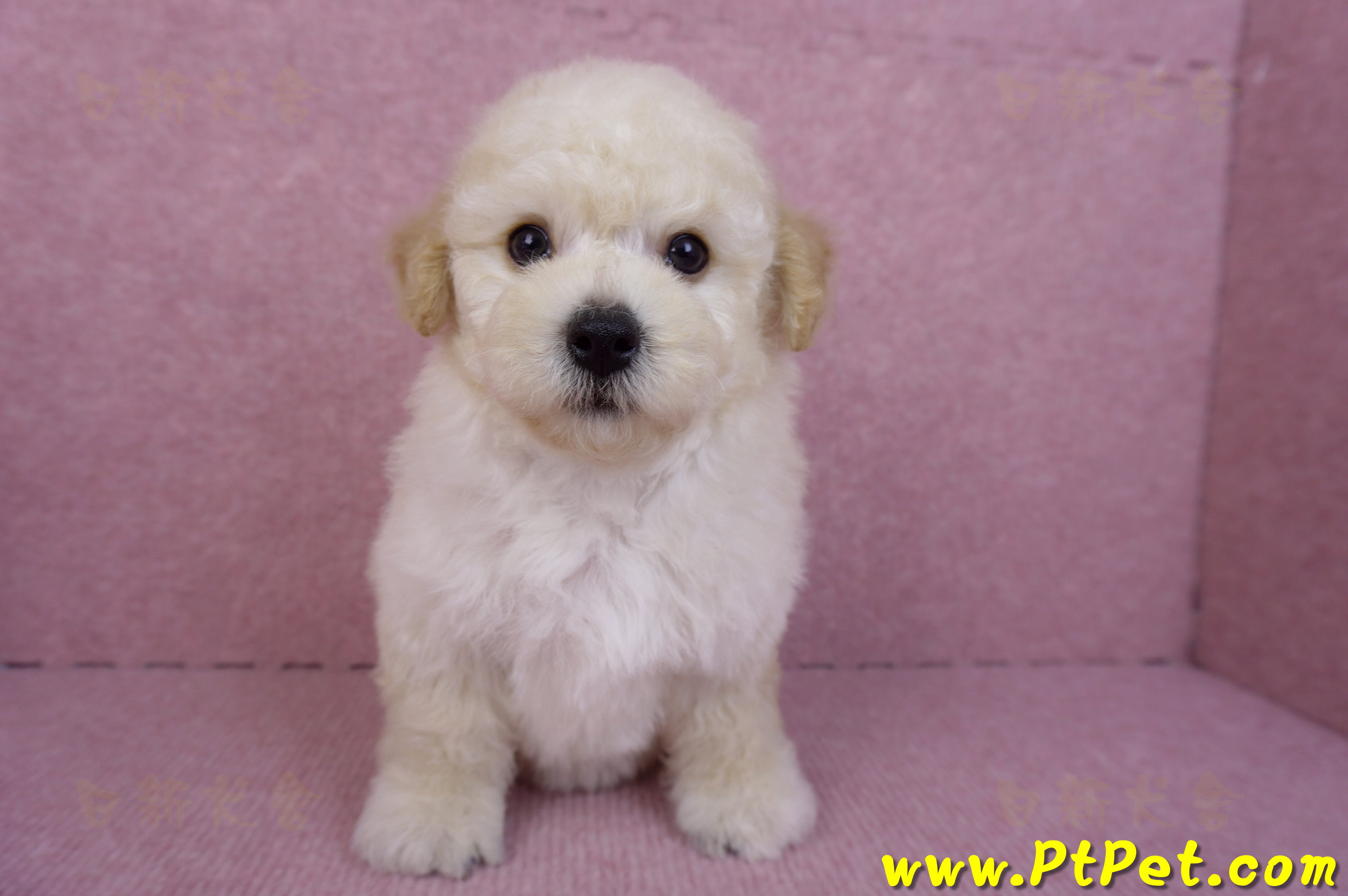 09/12泰迪比熊母幼犬2號