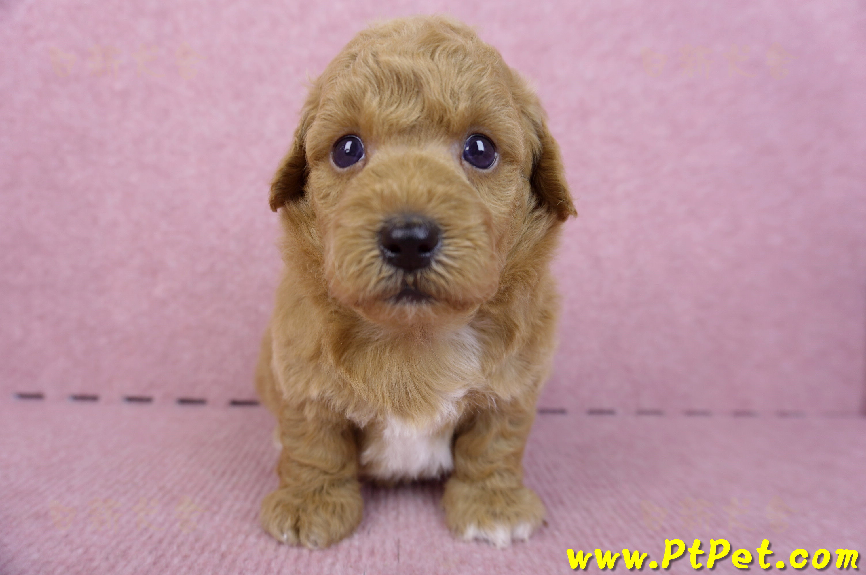 09/12泰迪比熊公幼犬(新北林口)