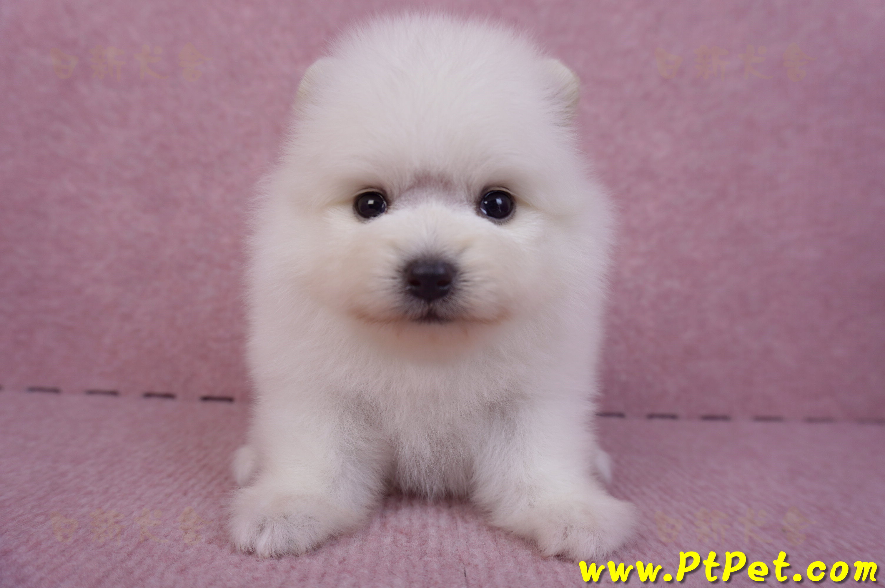 10/11松鼠白博美公幼犬2號