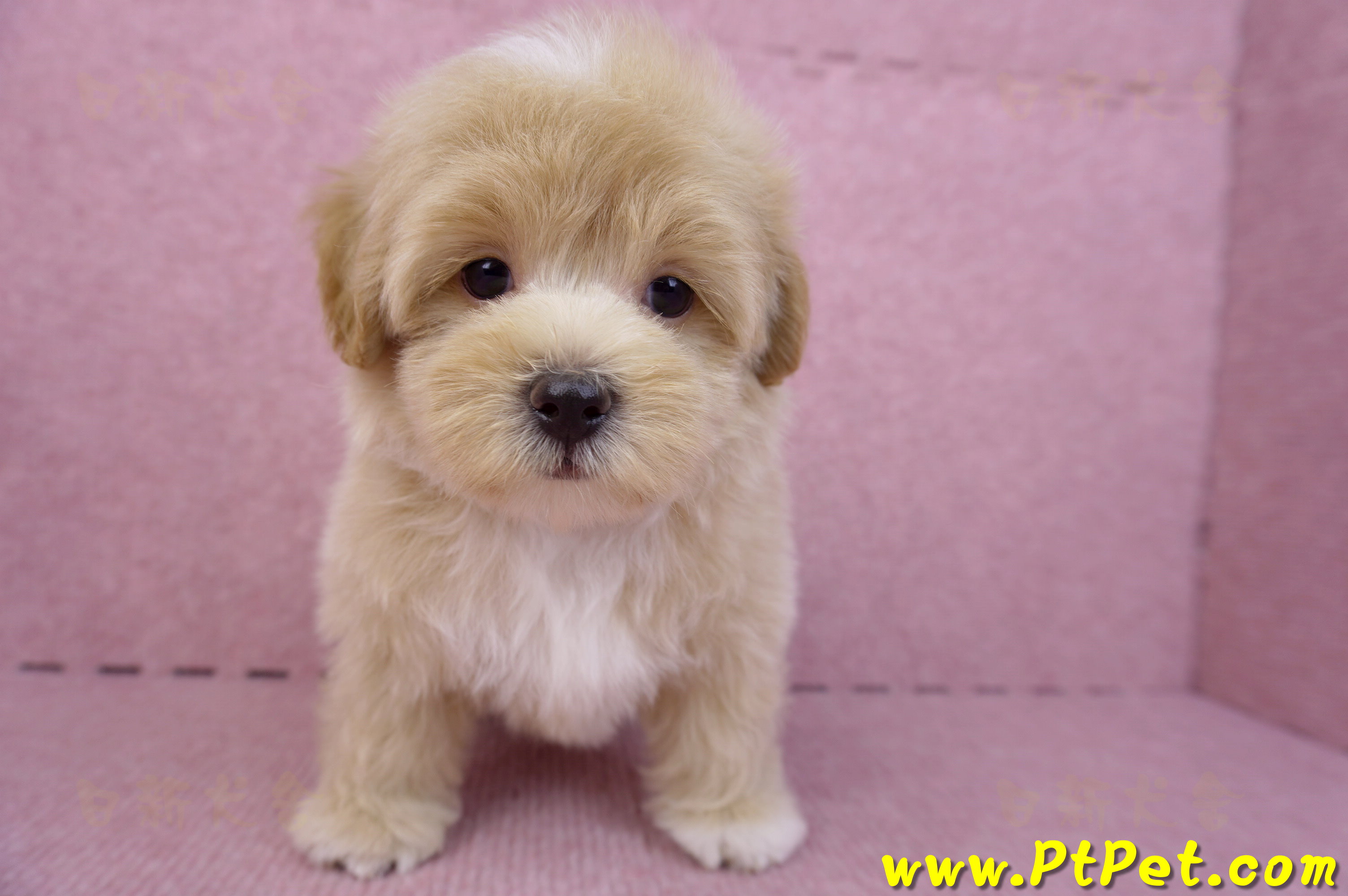 08/06奶油色馬爾泰迪公幼犬(台北中山)