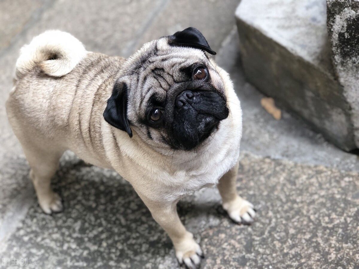 巴哥 pug -日新犬舍