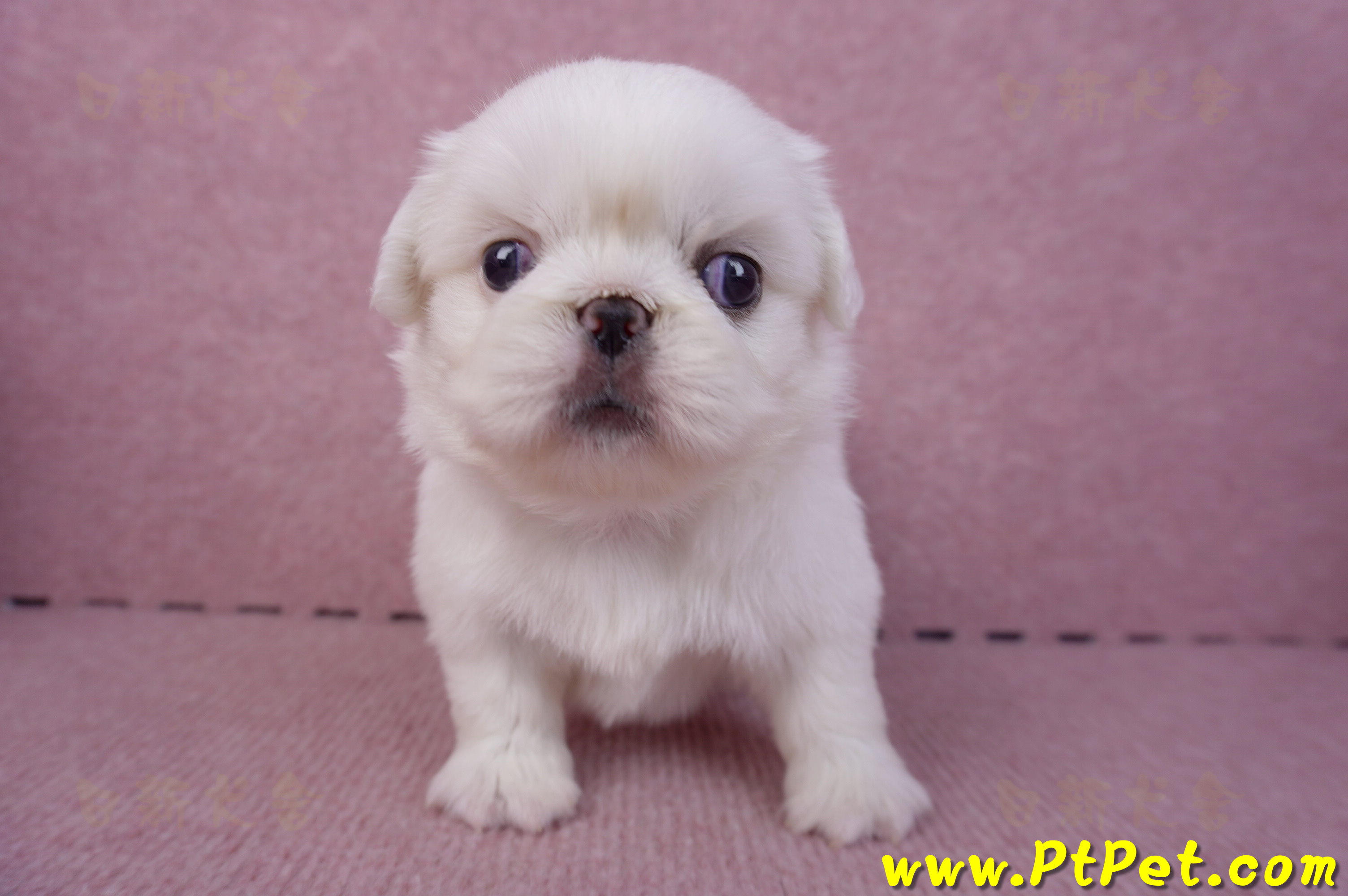 10/31北京狗母幼犬2號