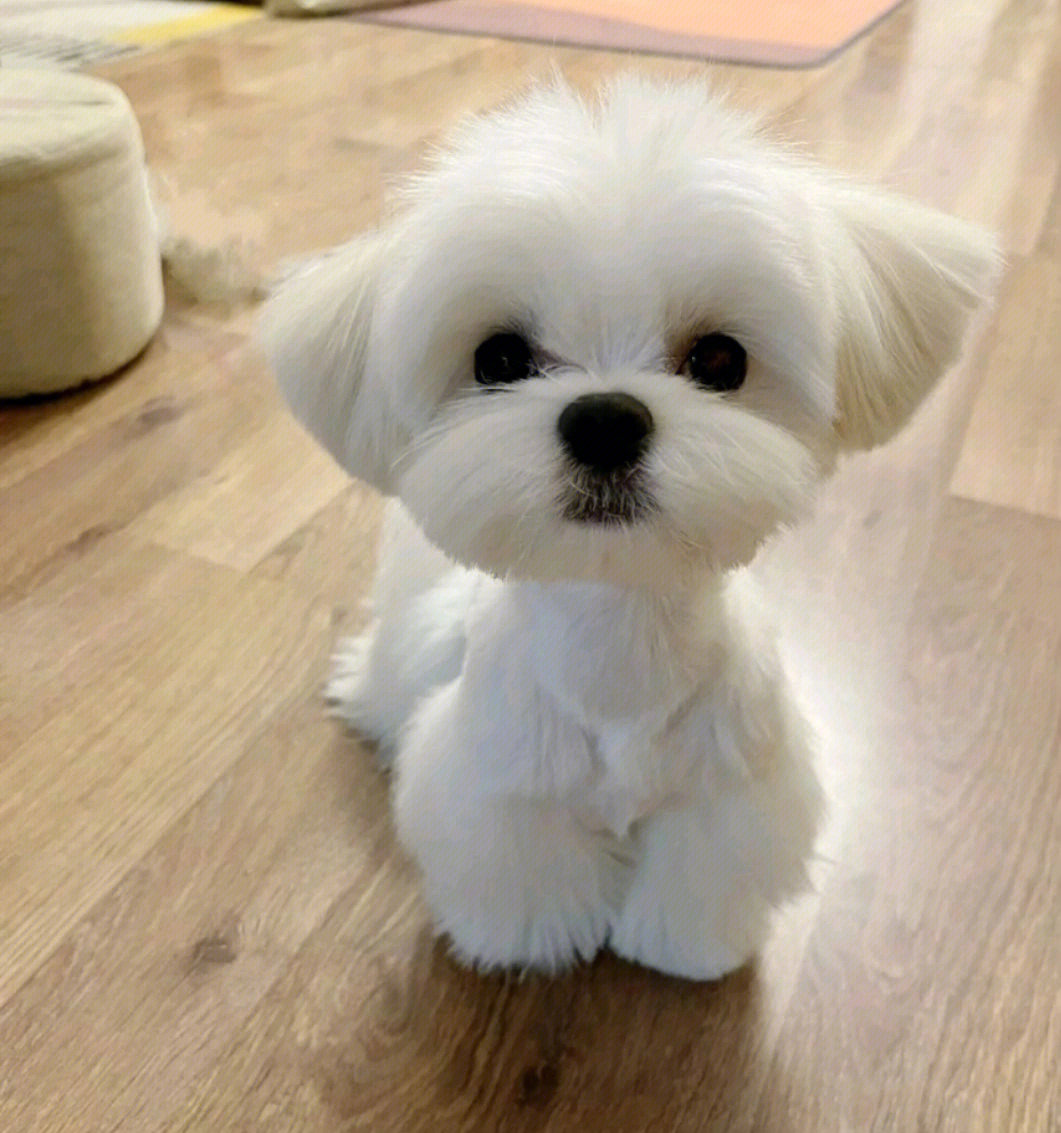 馬爾濟斯 Maltese - 日新犬舍